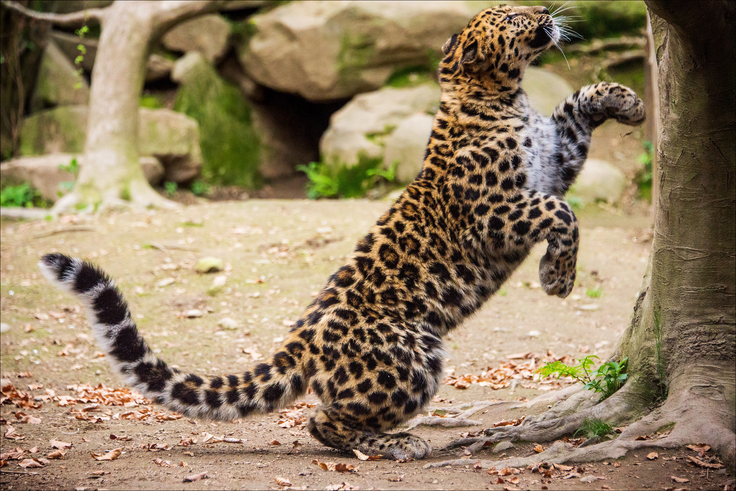 Amur leopard of Bog Wildlife Refuge Agrate Conturbia