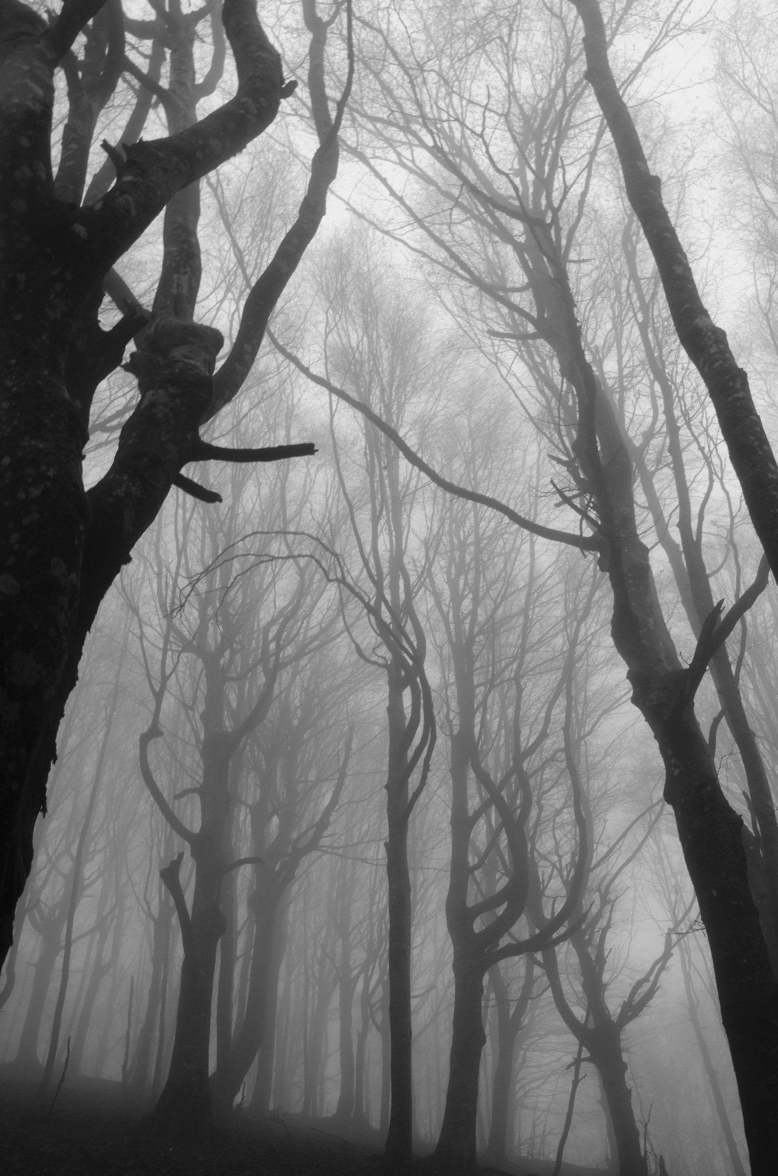 alberi come giganti prendono il sopravvento