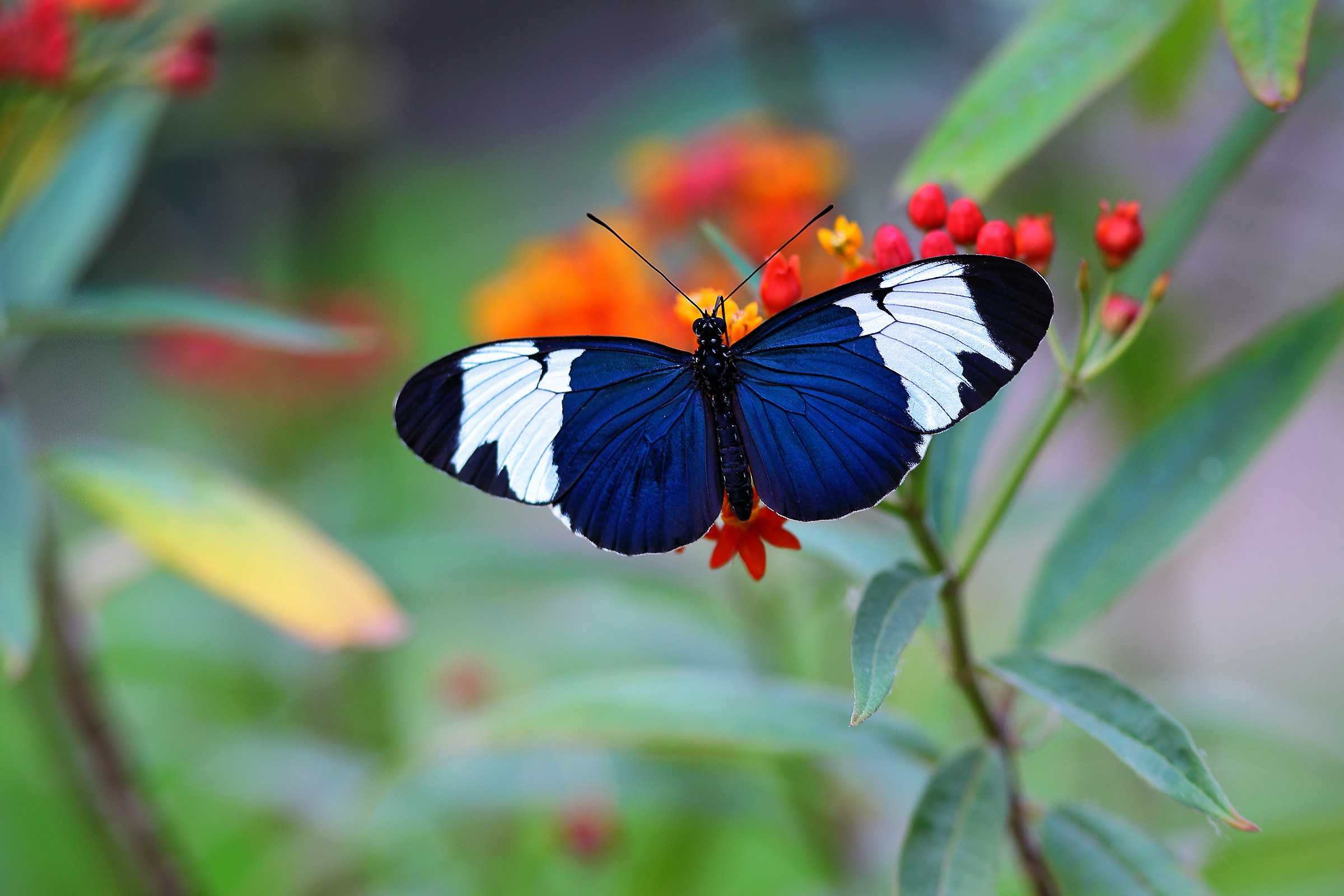 A little blue beauty