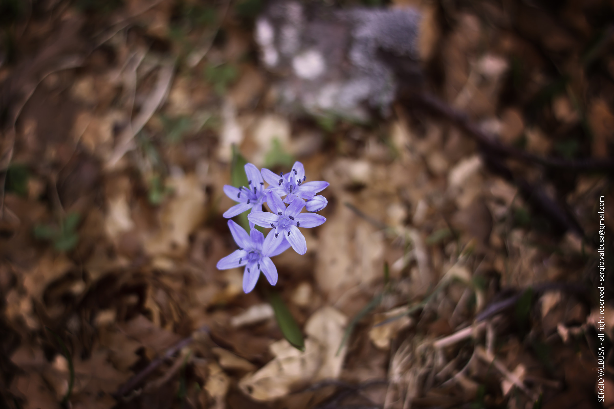 Scilla Italica