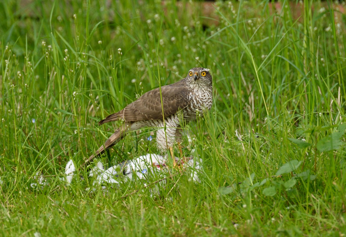 The falcon and its prey