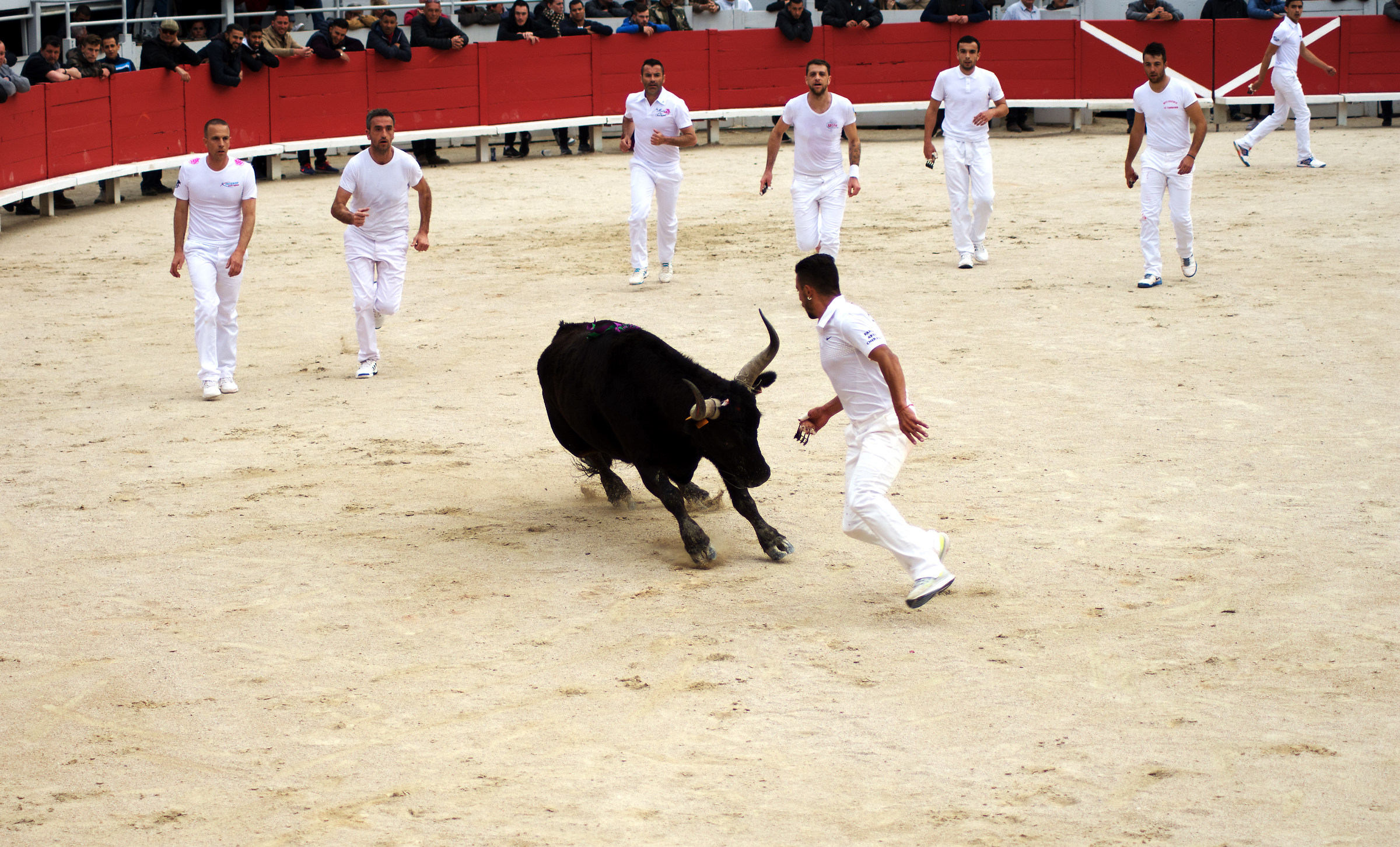 La course camarguaise di Arles