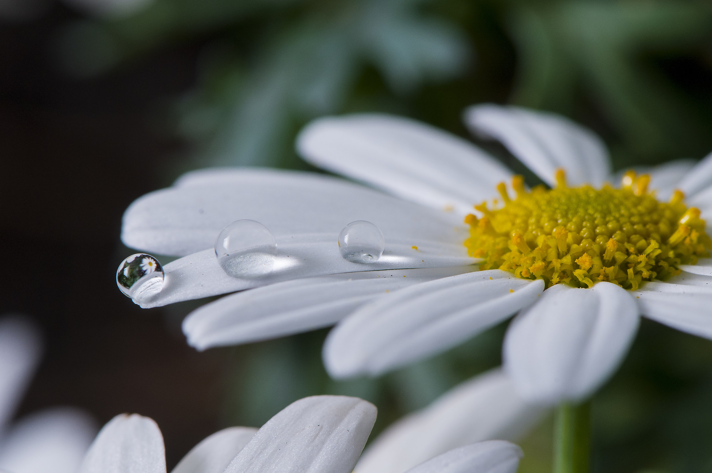 Flower in to the drop