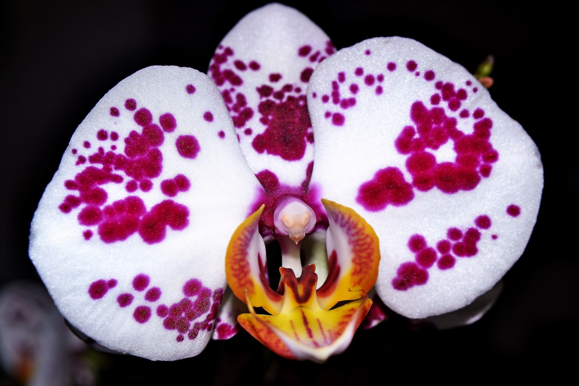 Phalaenopsis
