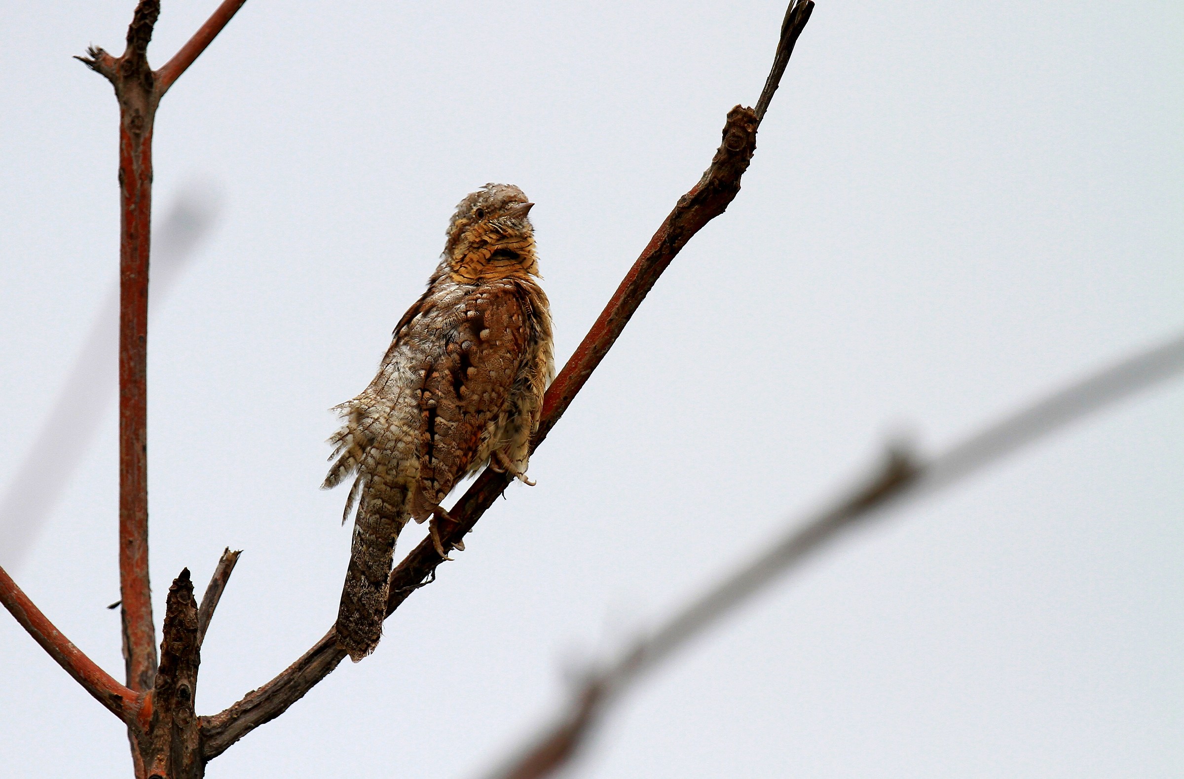 Eurasian Wryneck