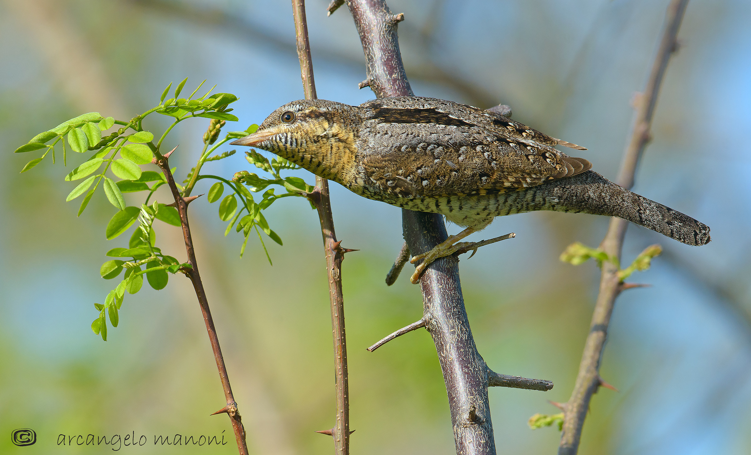 The mimicry champion