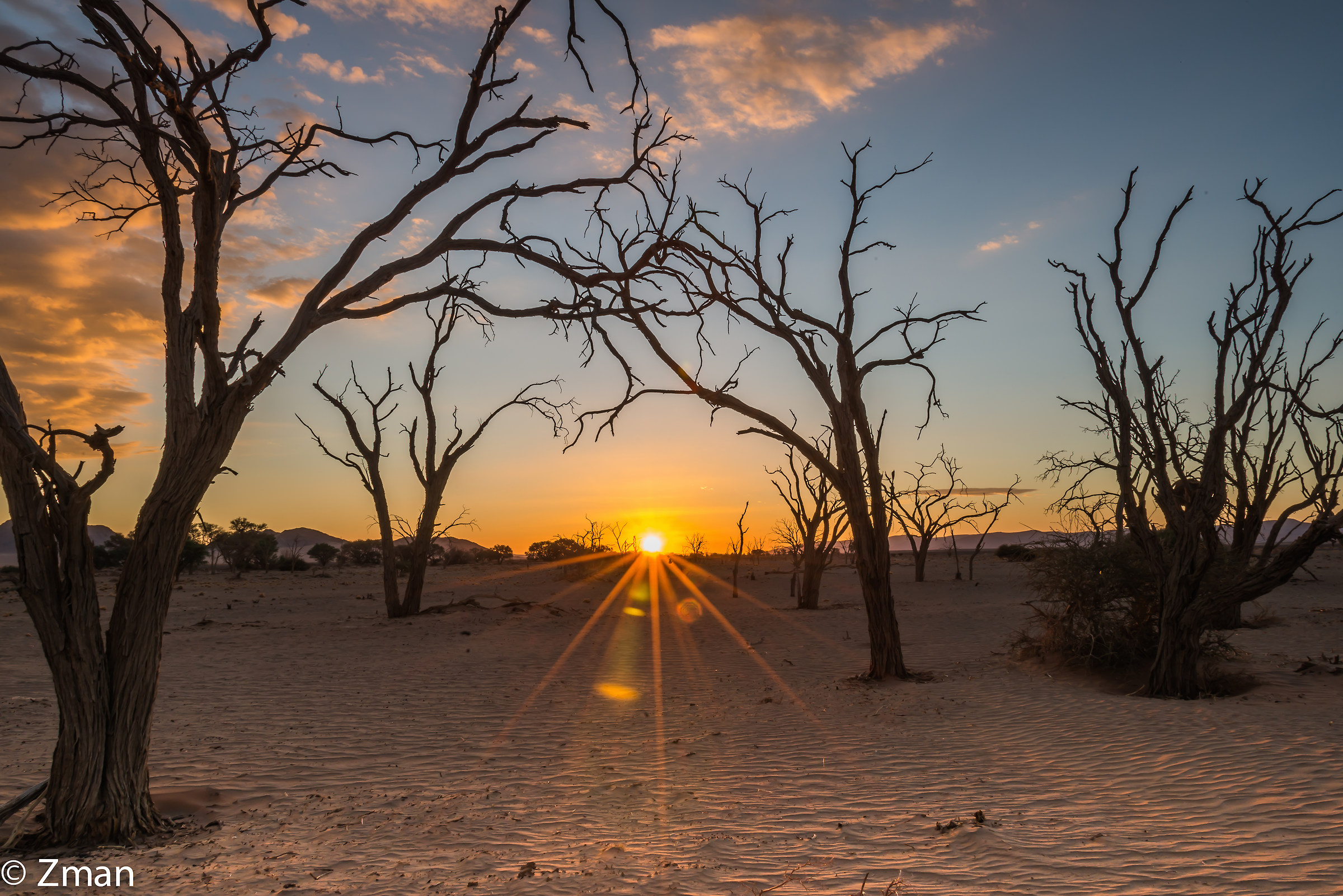 Acacia Trees