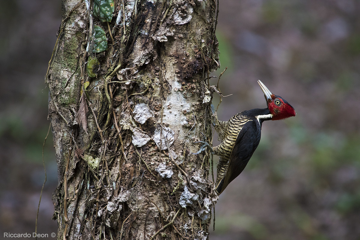 woodpecker Beccochiaro