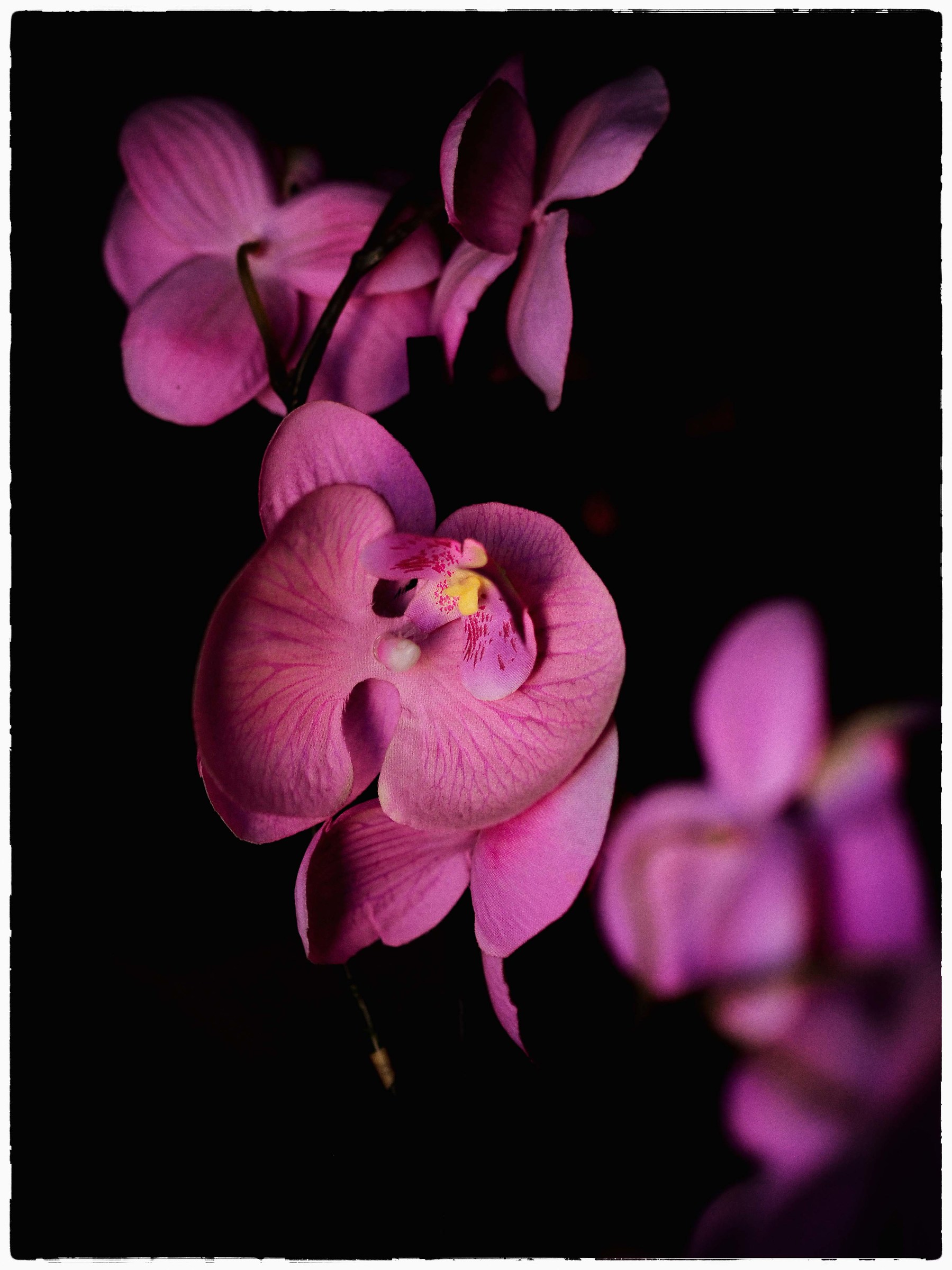 Orchid