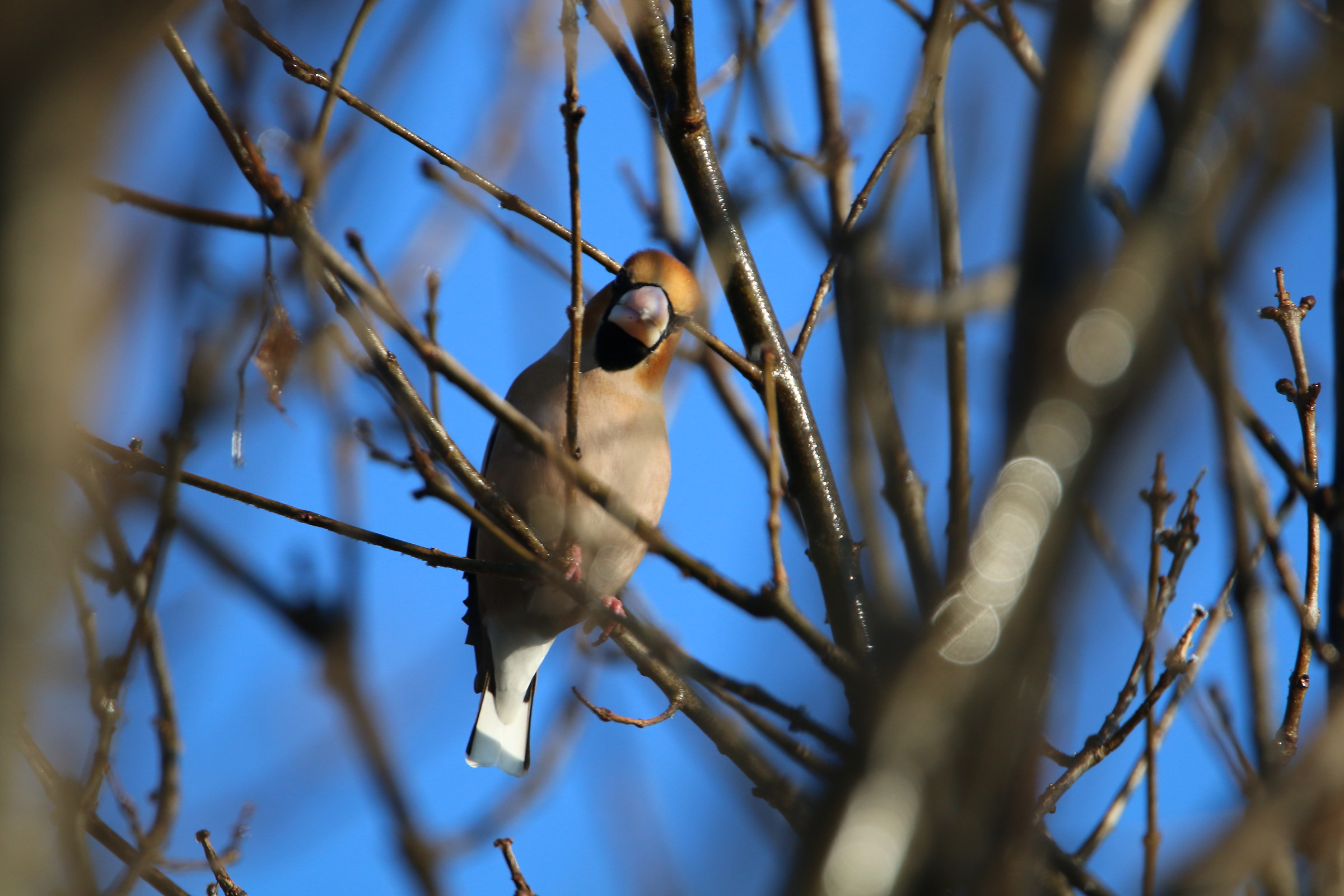 frosone some incacchiato