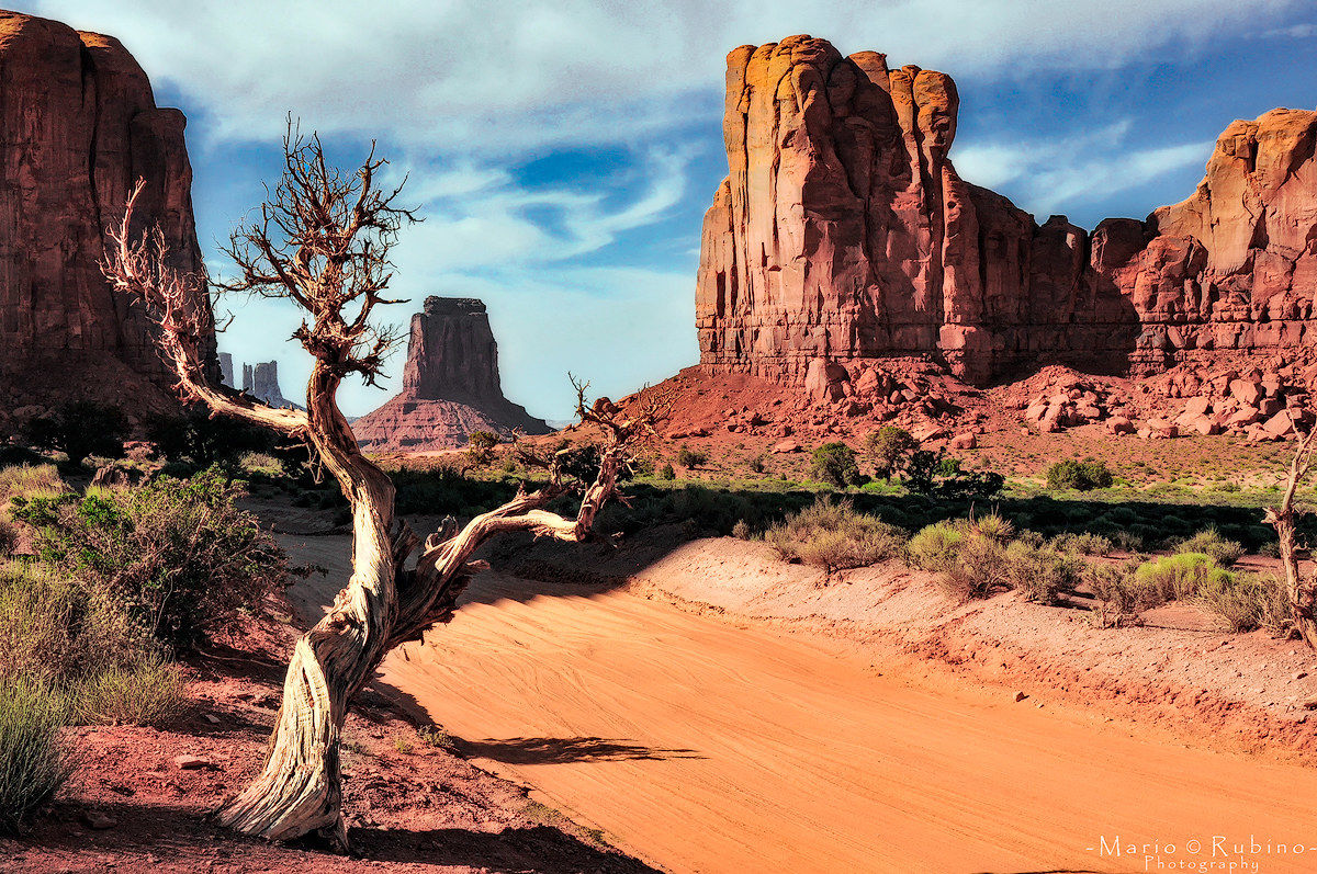 Monument Valley Tree