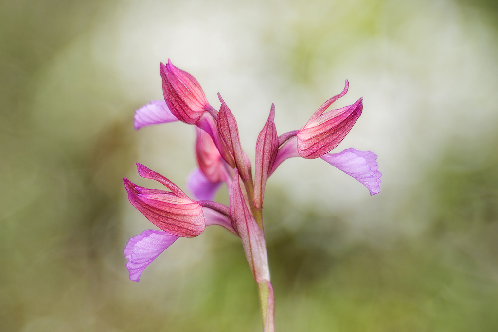 Orchiea papilionacea