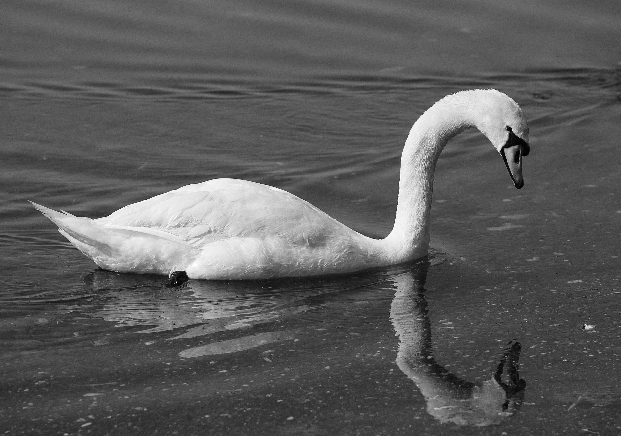 Lago di Bracciano (Rm)-Si...sono bello!!