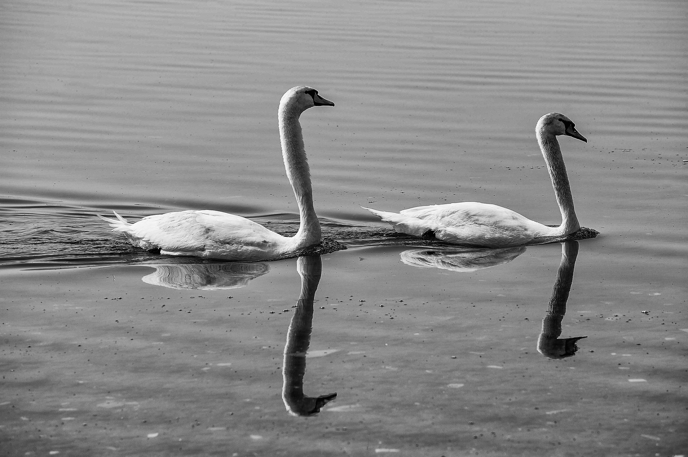 Lago di Bracciano (Rm)-Le loro Altezze...!!