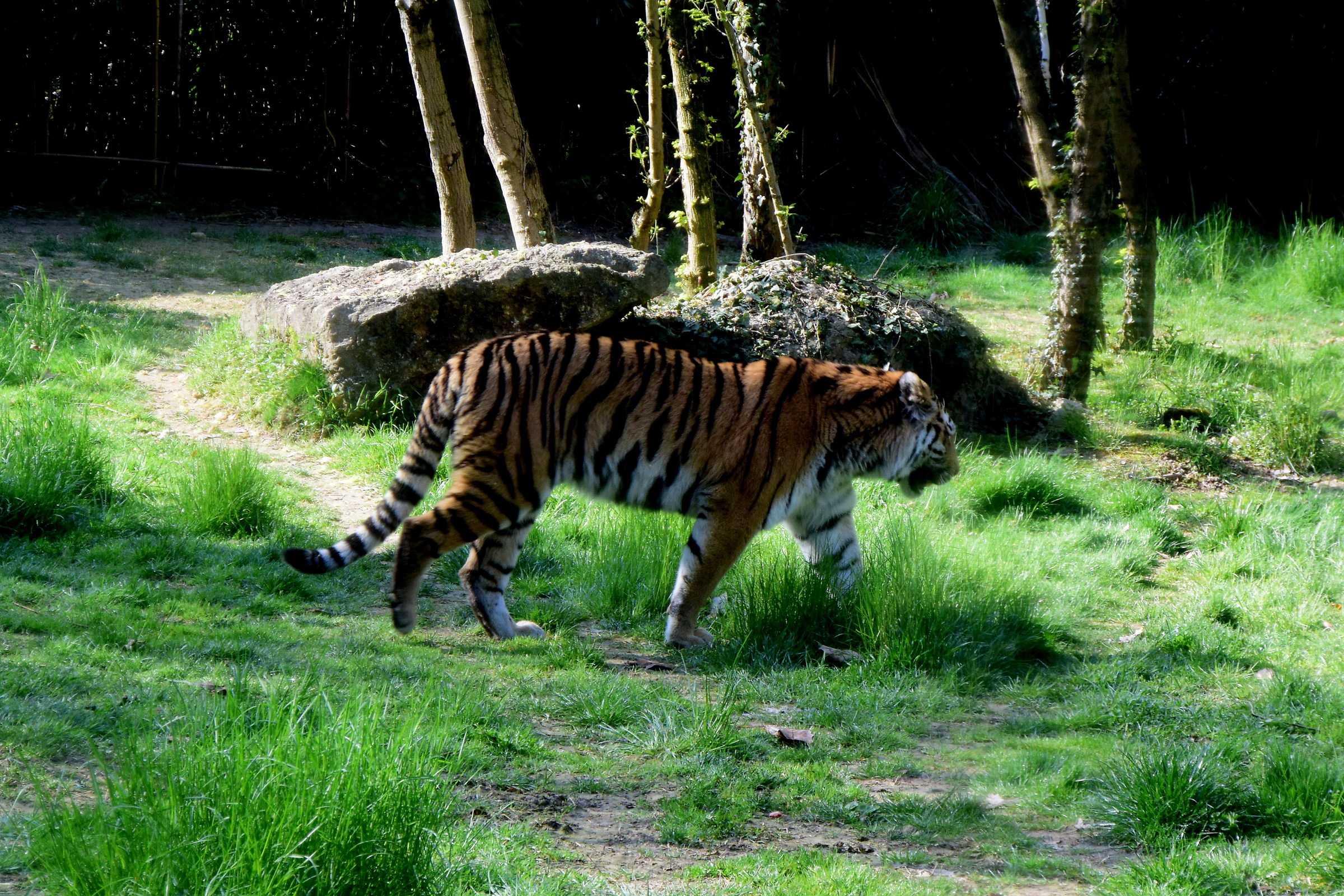 tigre pensierosa