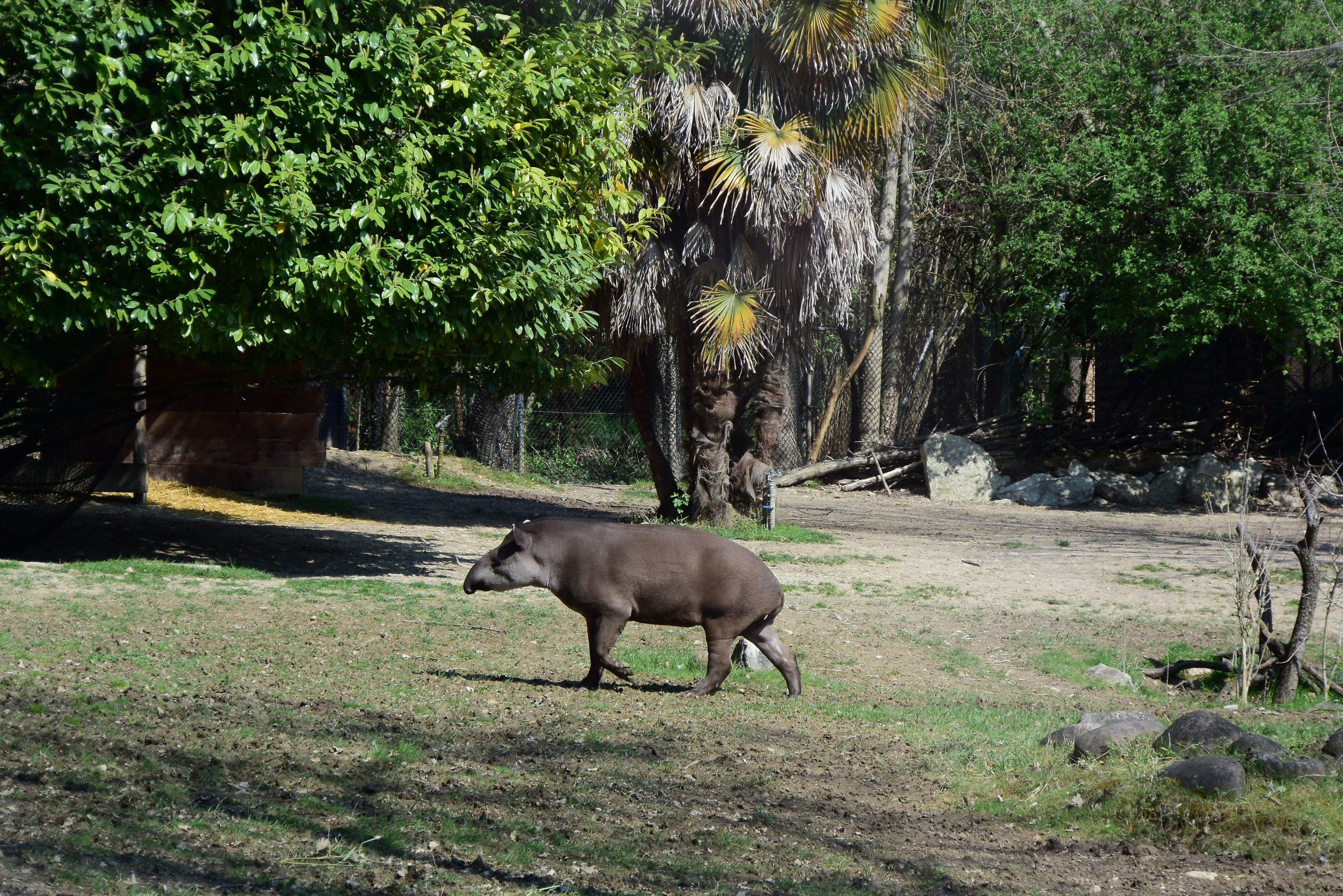 tapiro al lavoro
