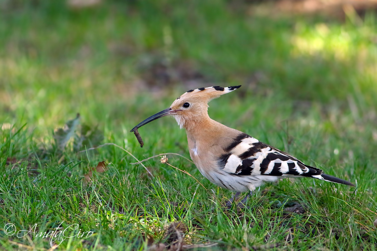 Hoopoe