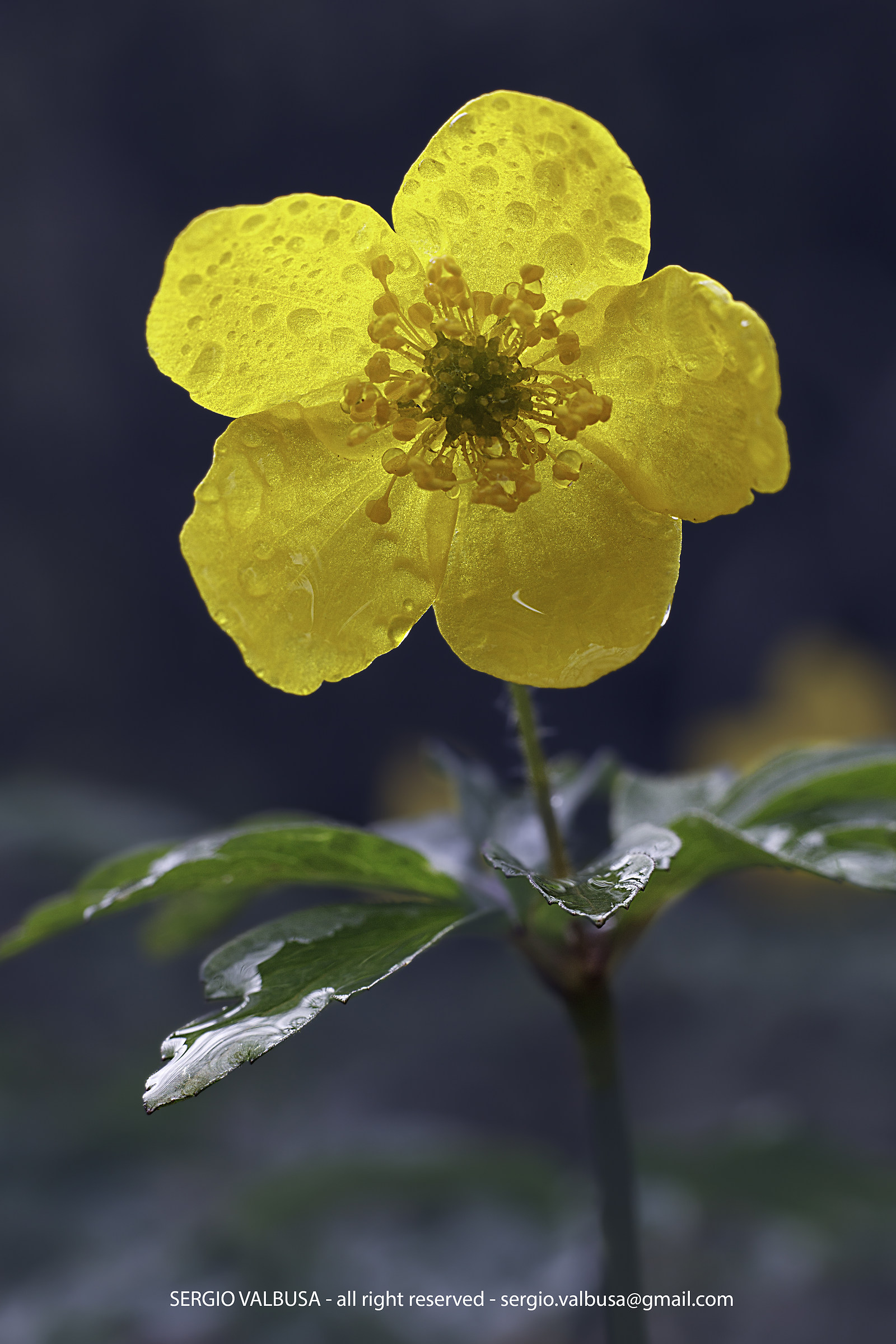 Cinquefoil gold flower (Potentilla aurea)
