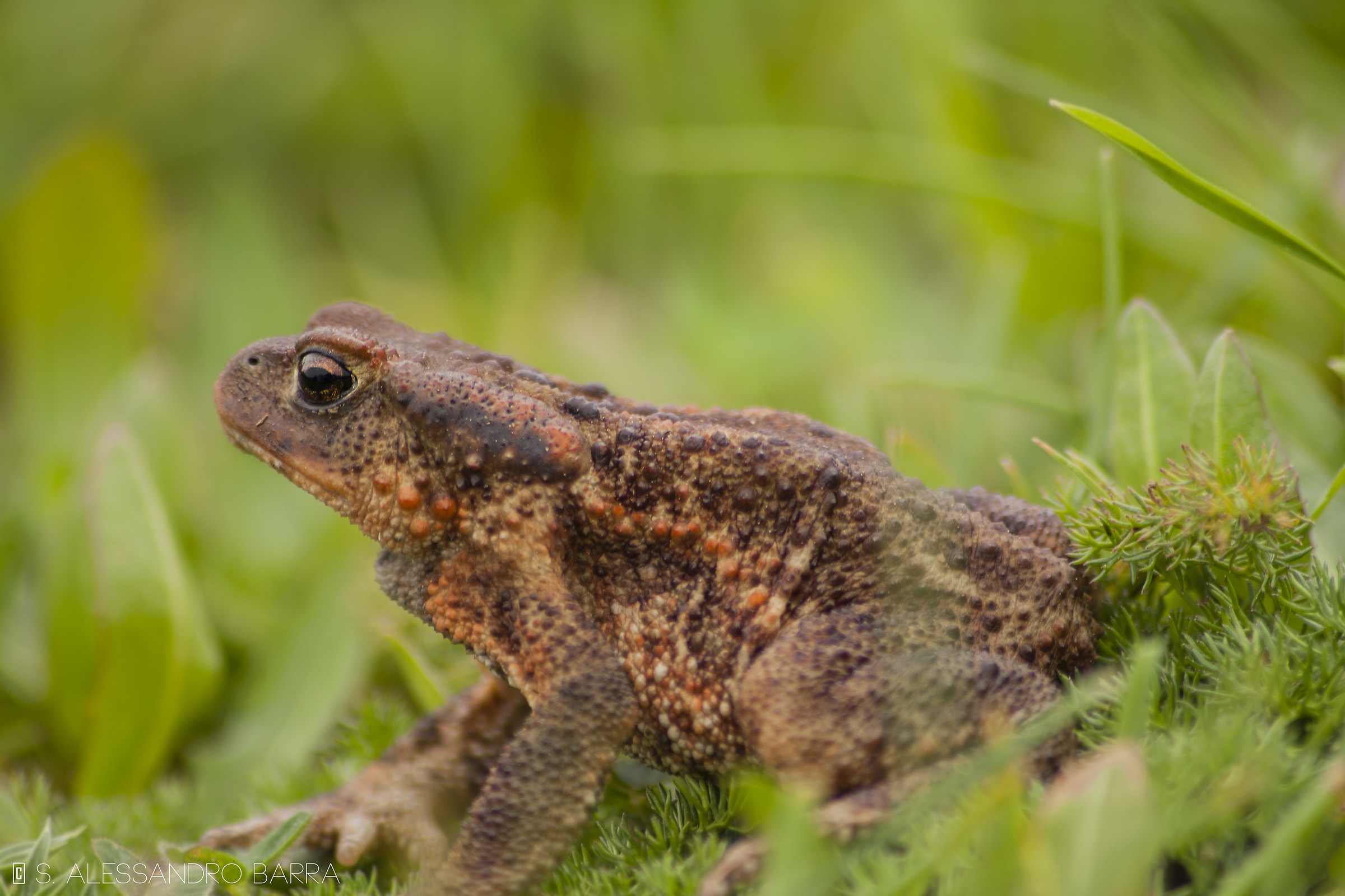 Bufo Bufo