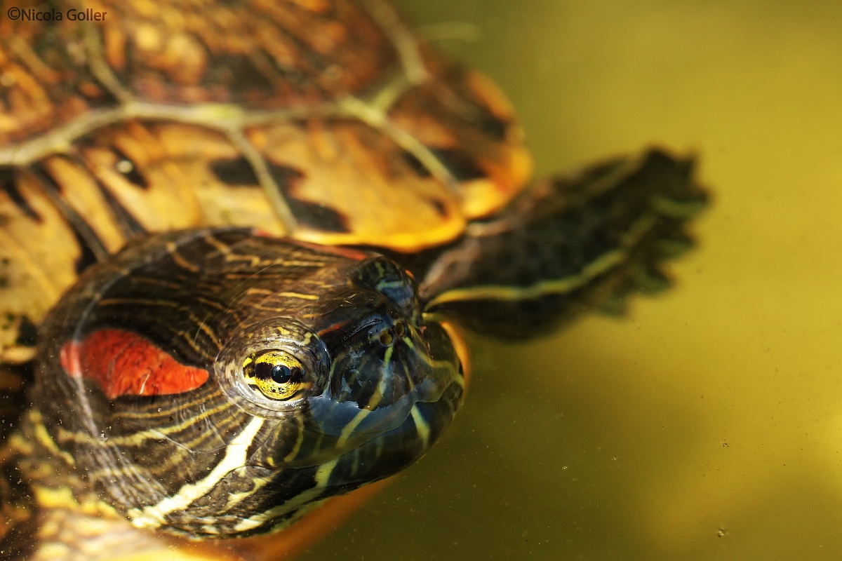 Ancora la tartaruga!