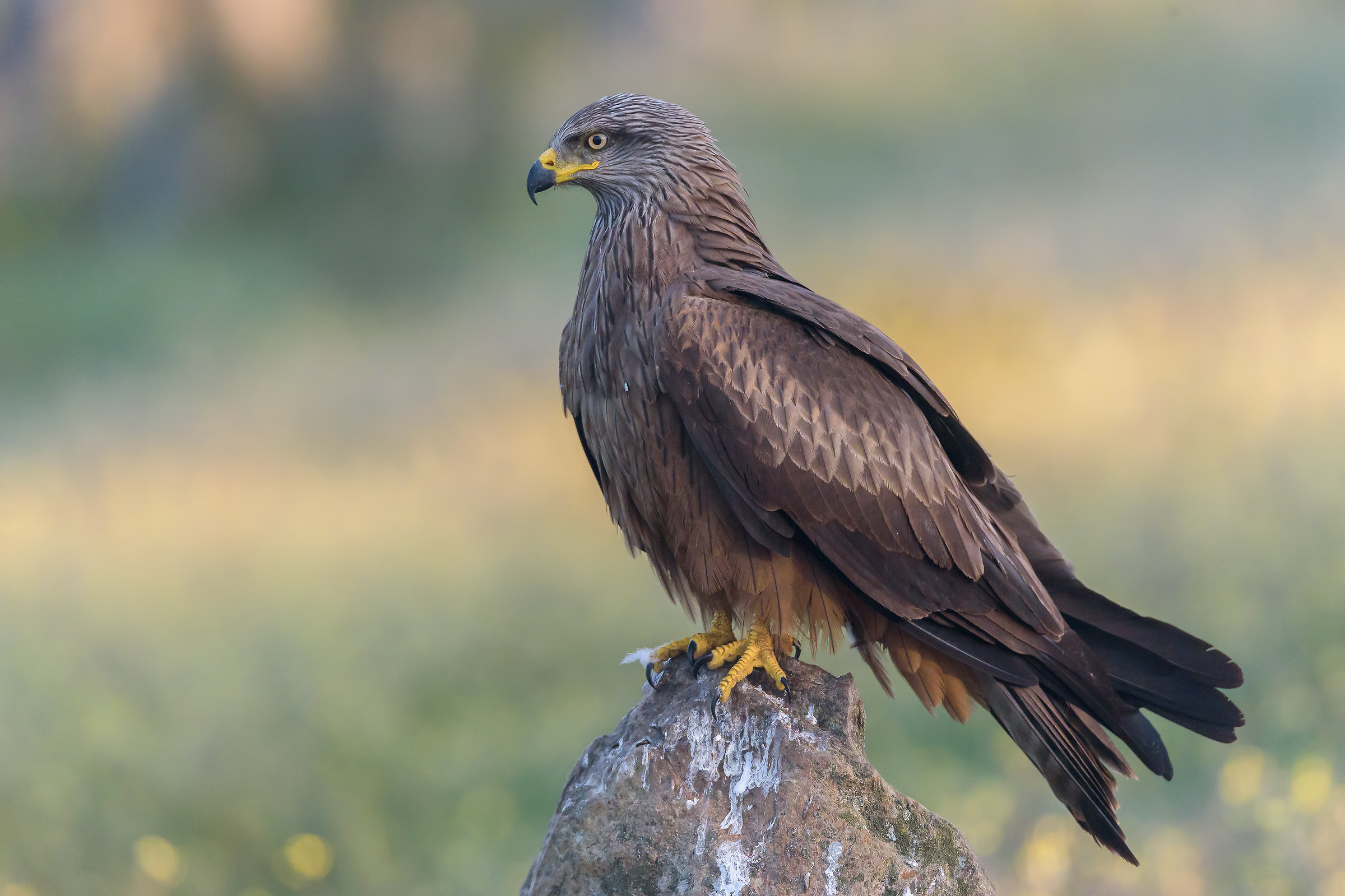 La fierezza del nibbio