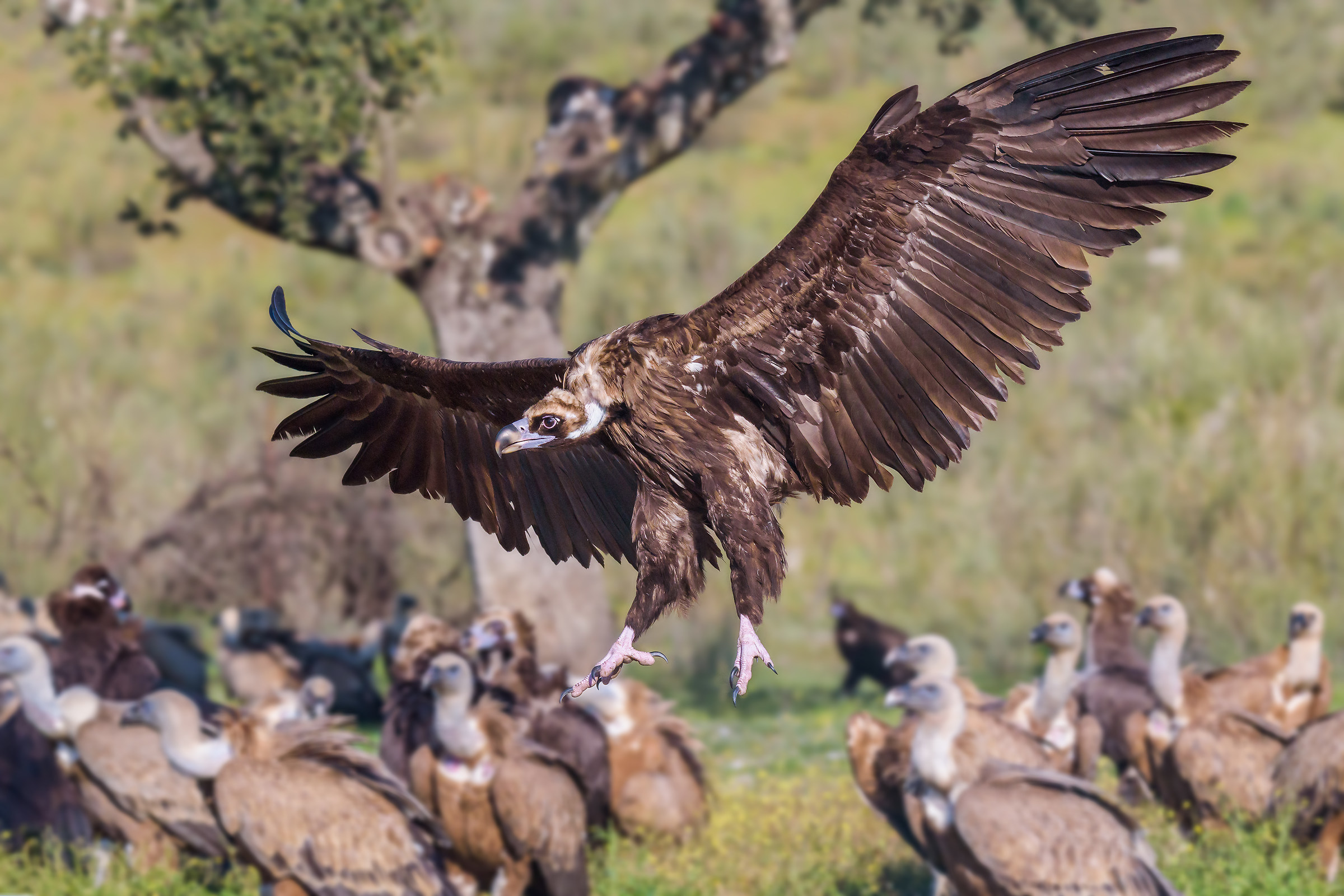 The arrival of the black vulture