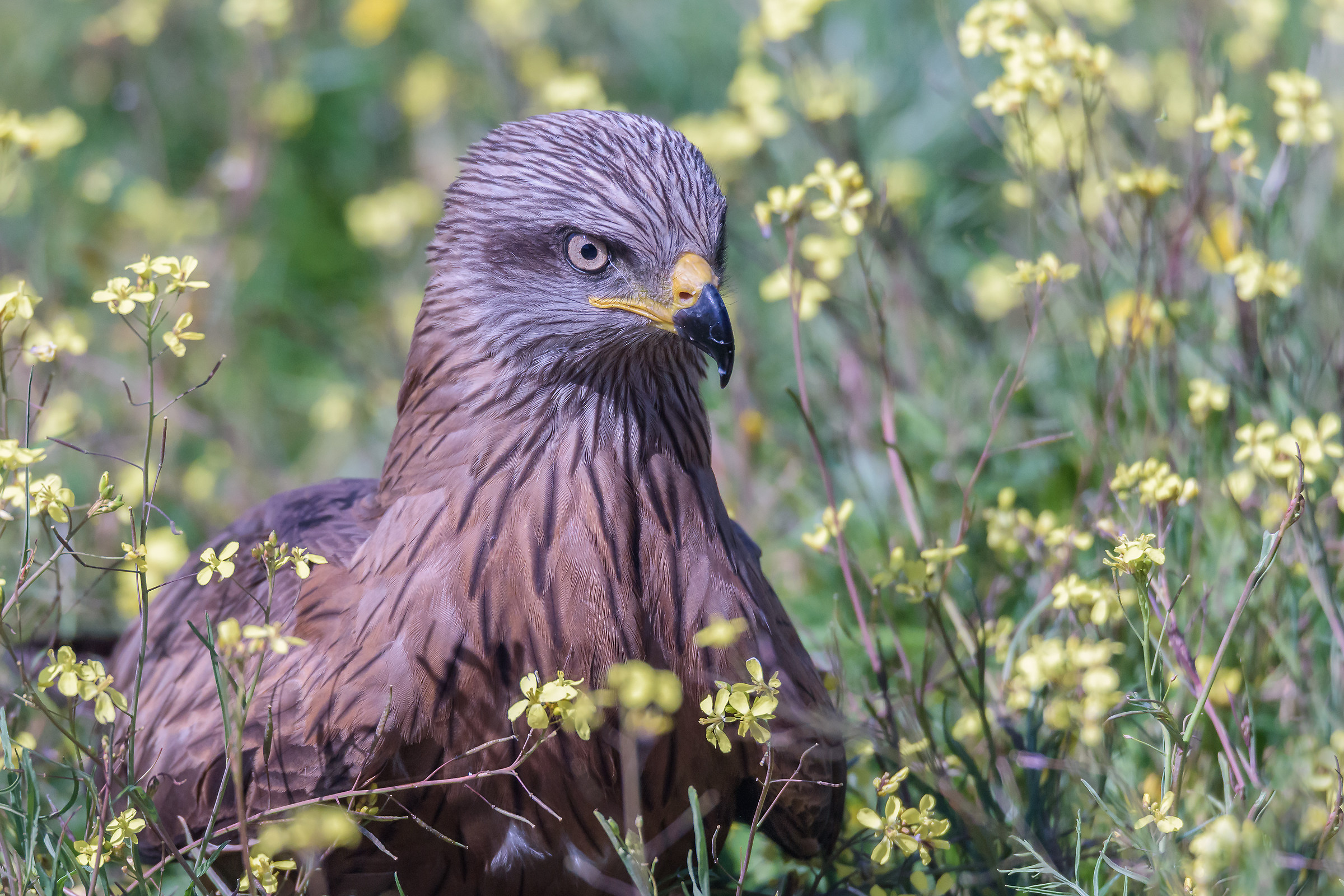 The portrait of the brown