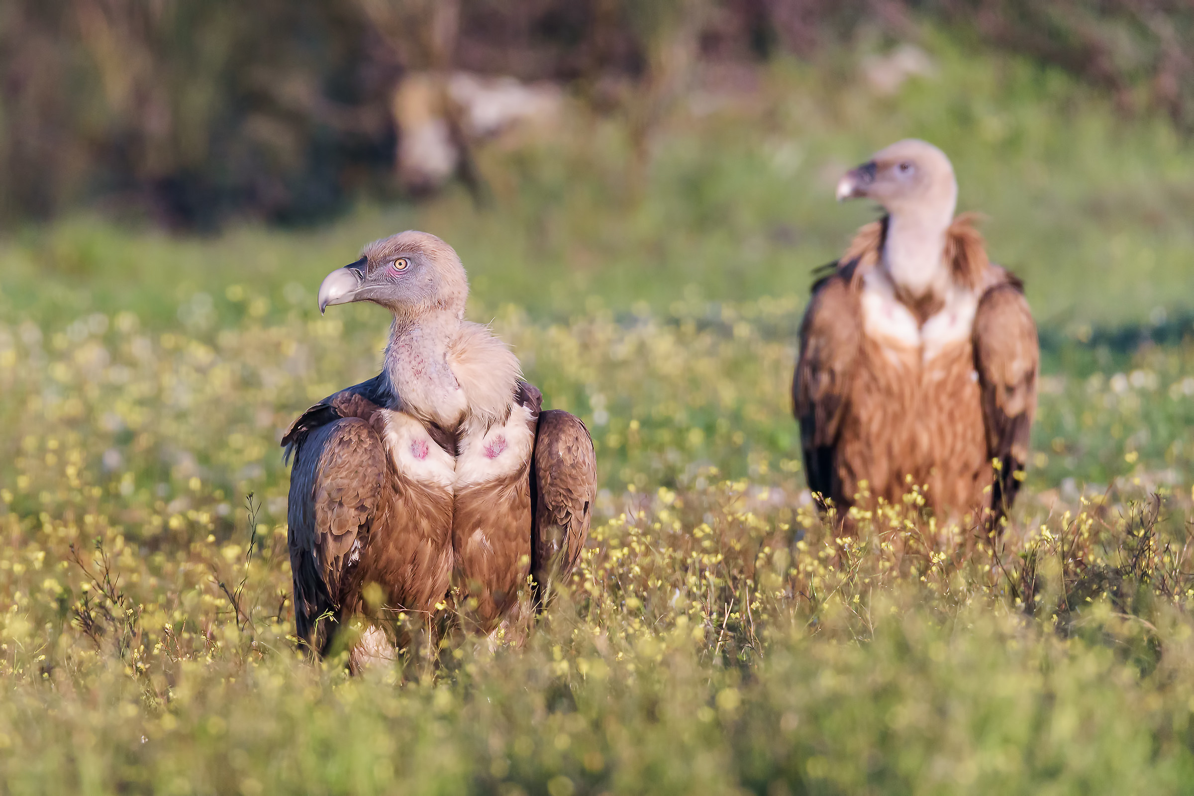La coppia di grifoni