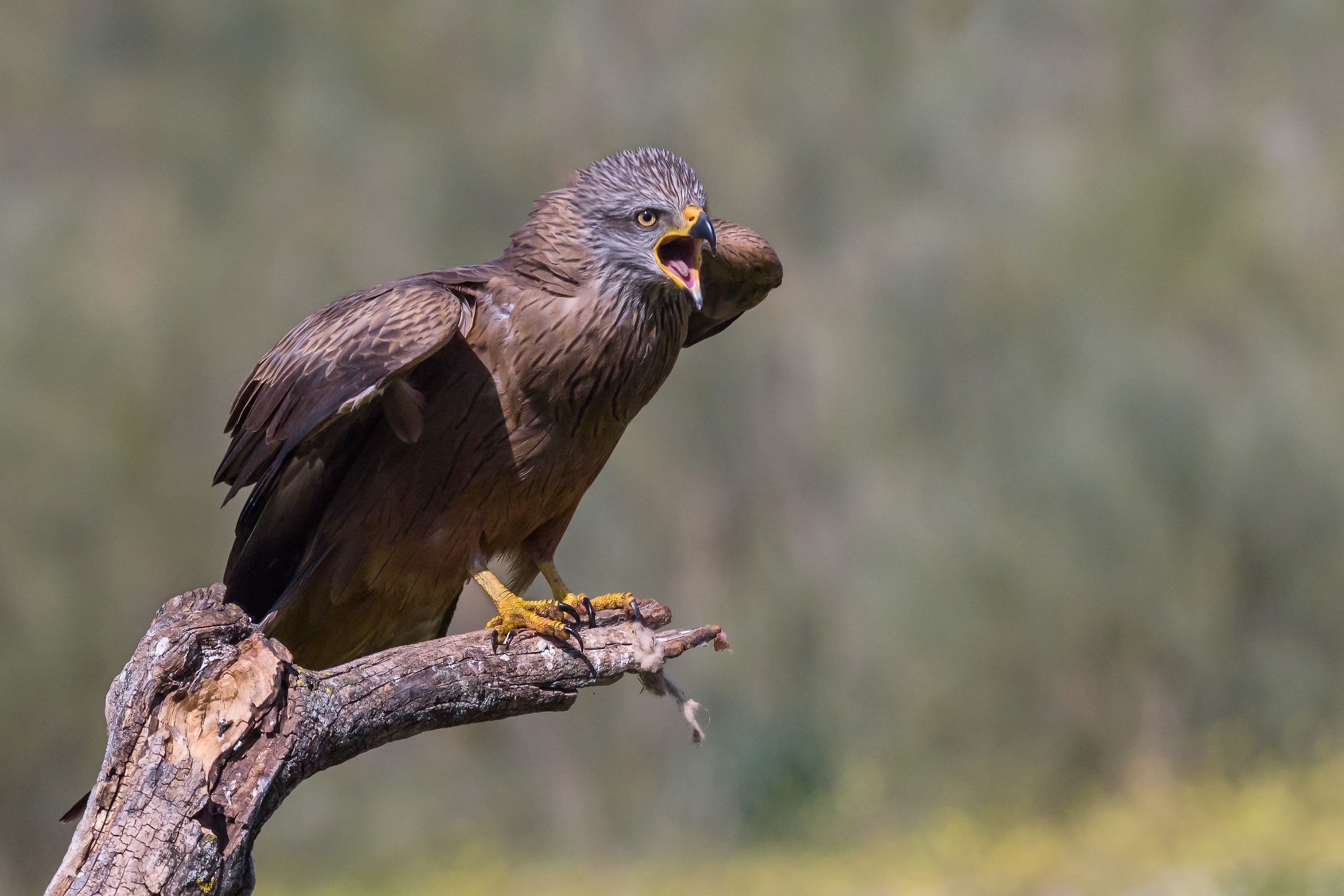 The scream of the red kite