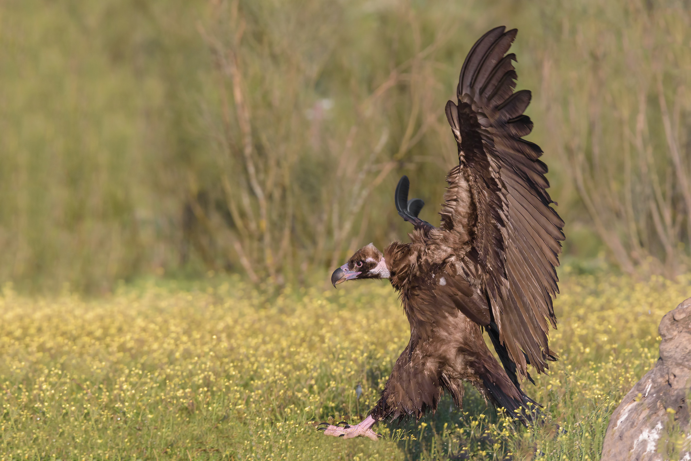 The landing of monaco