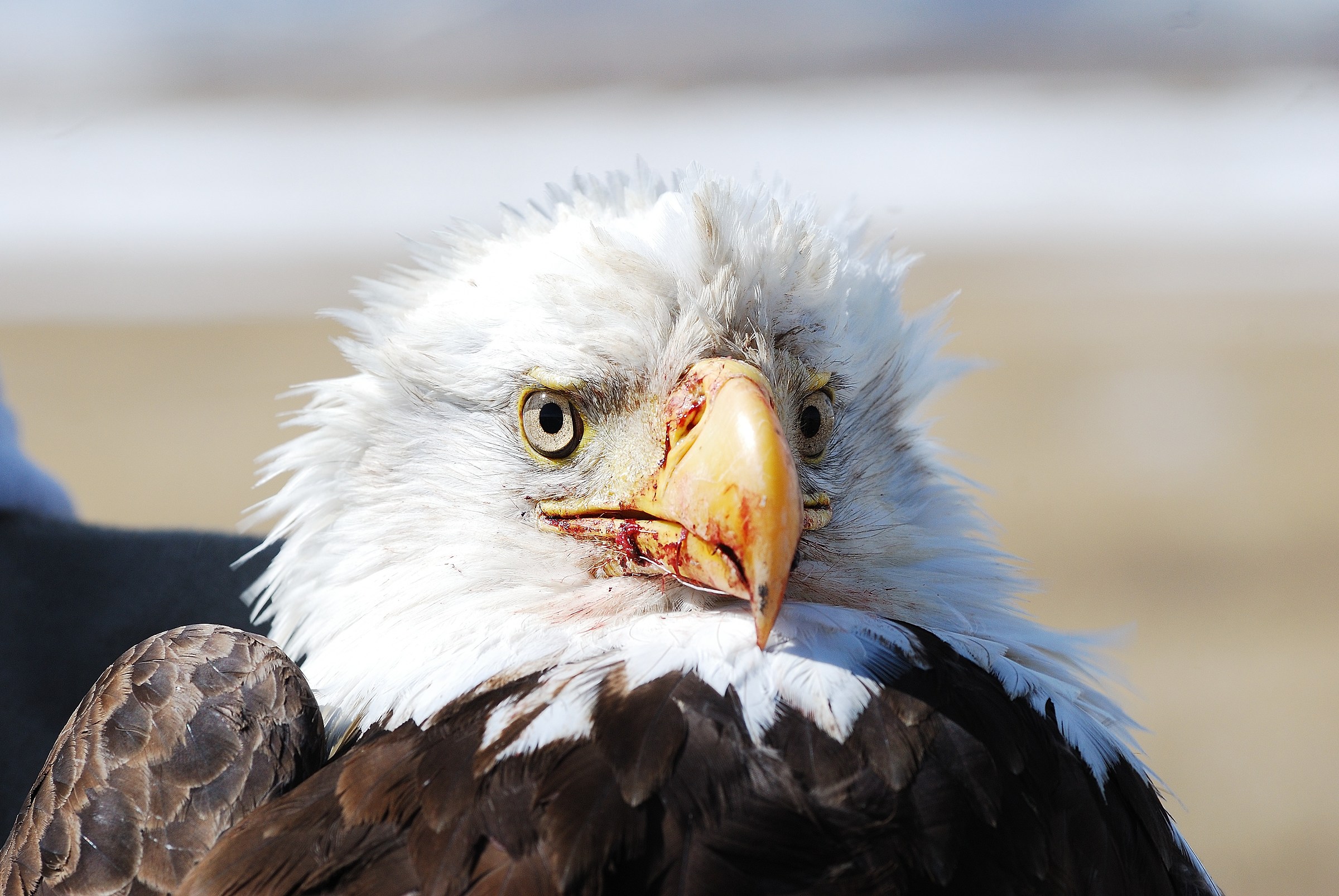 Bald eagle disheveled and a bit 'nervous