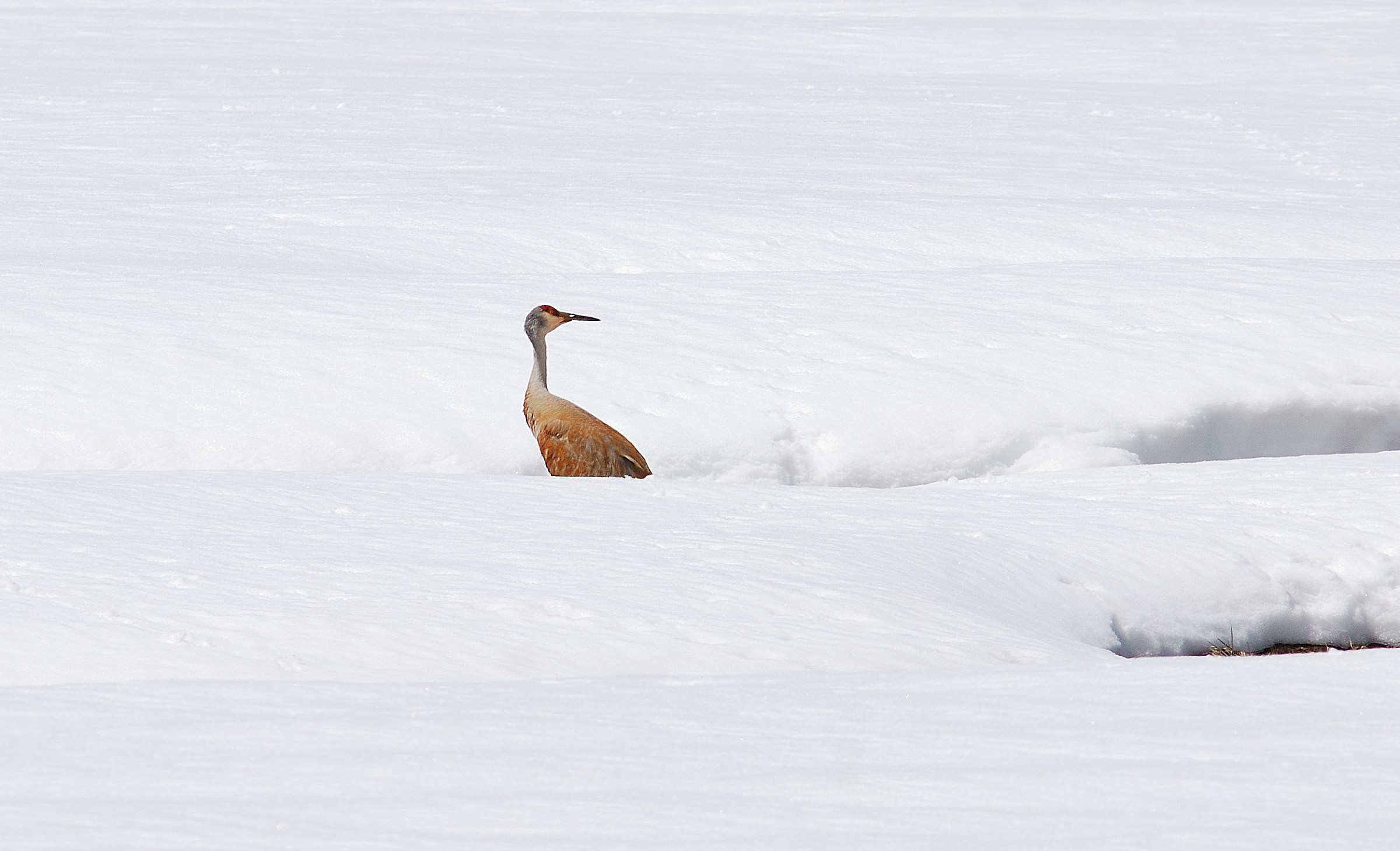 Stork in the snow