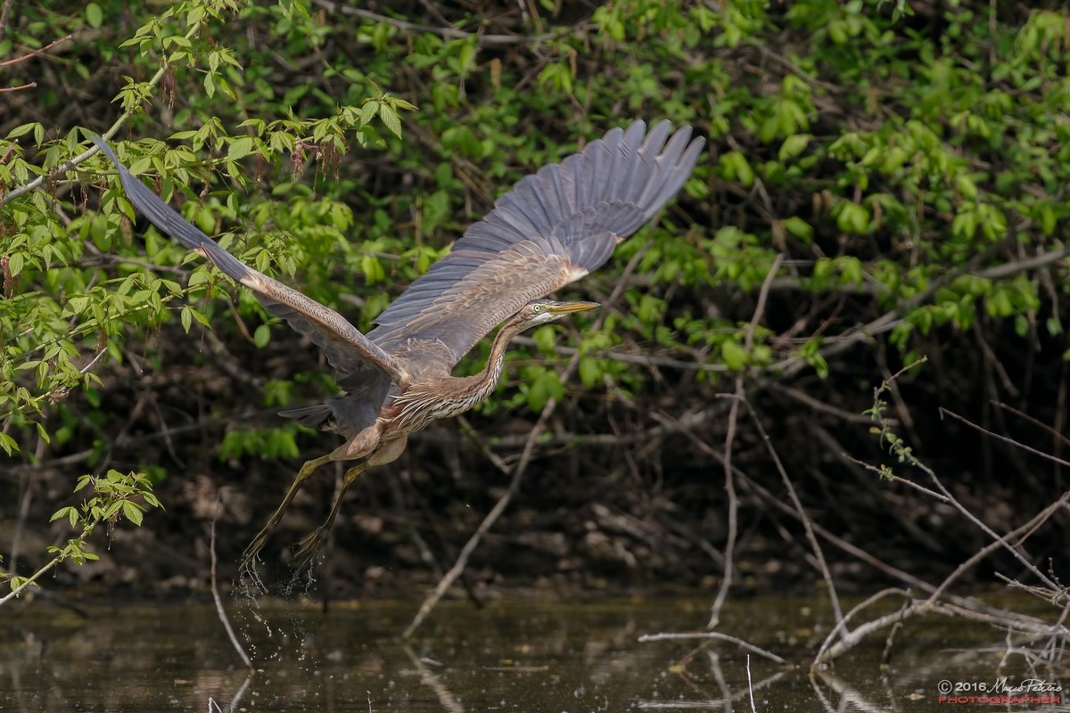 Purple Heron (Ardea purpurea)