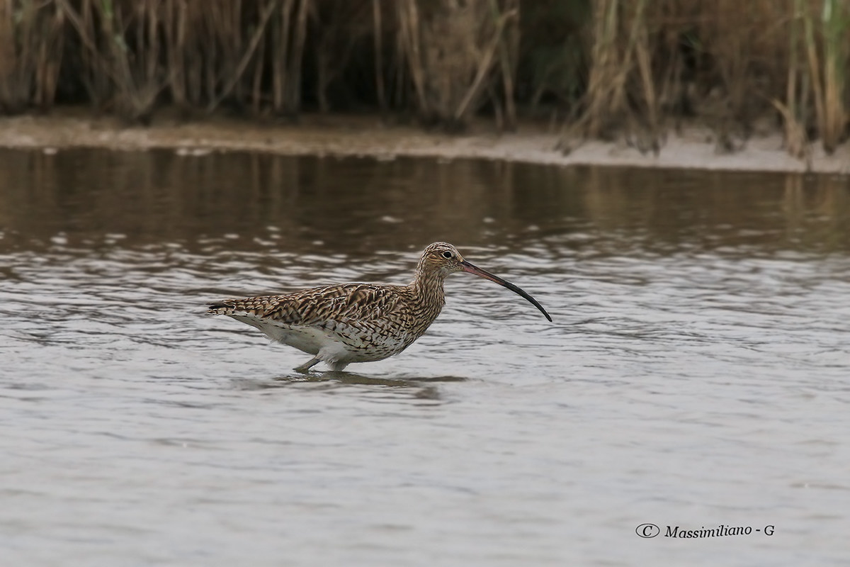Curlew