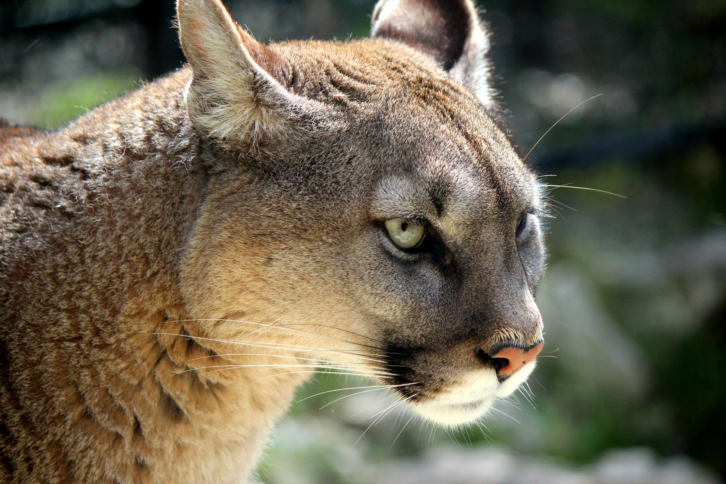 Cougar