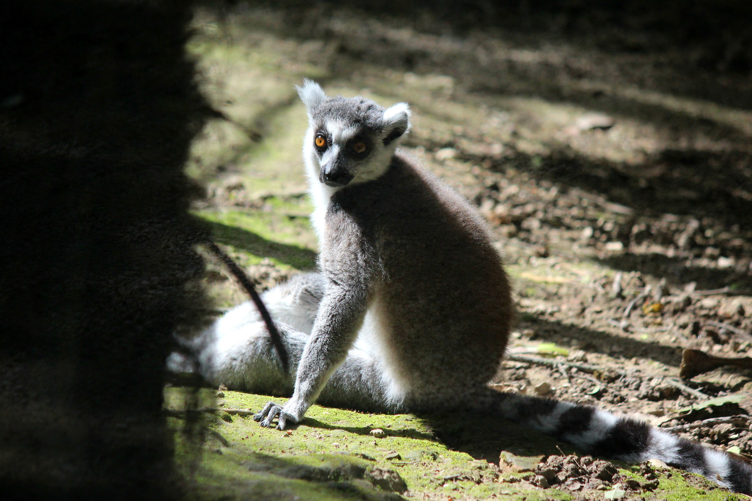Ring-Tailed Lemur
