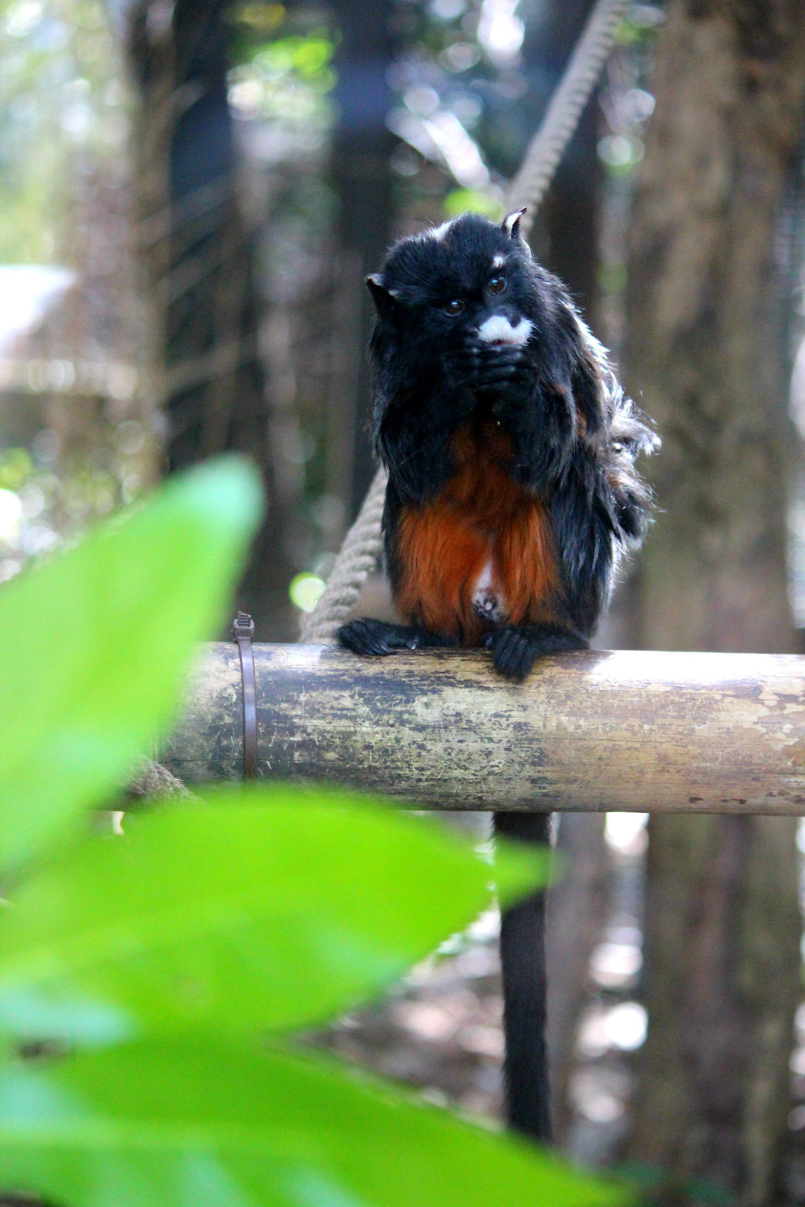 Moustached Tamarin