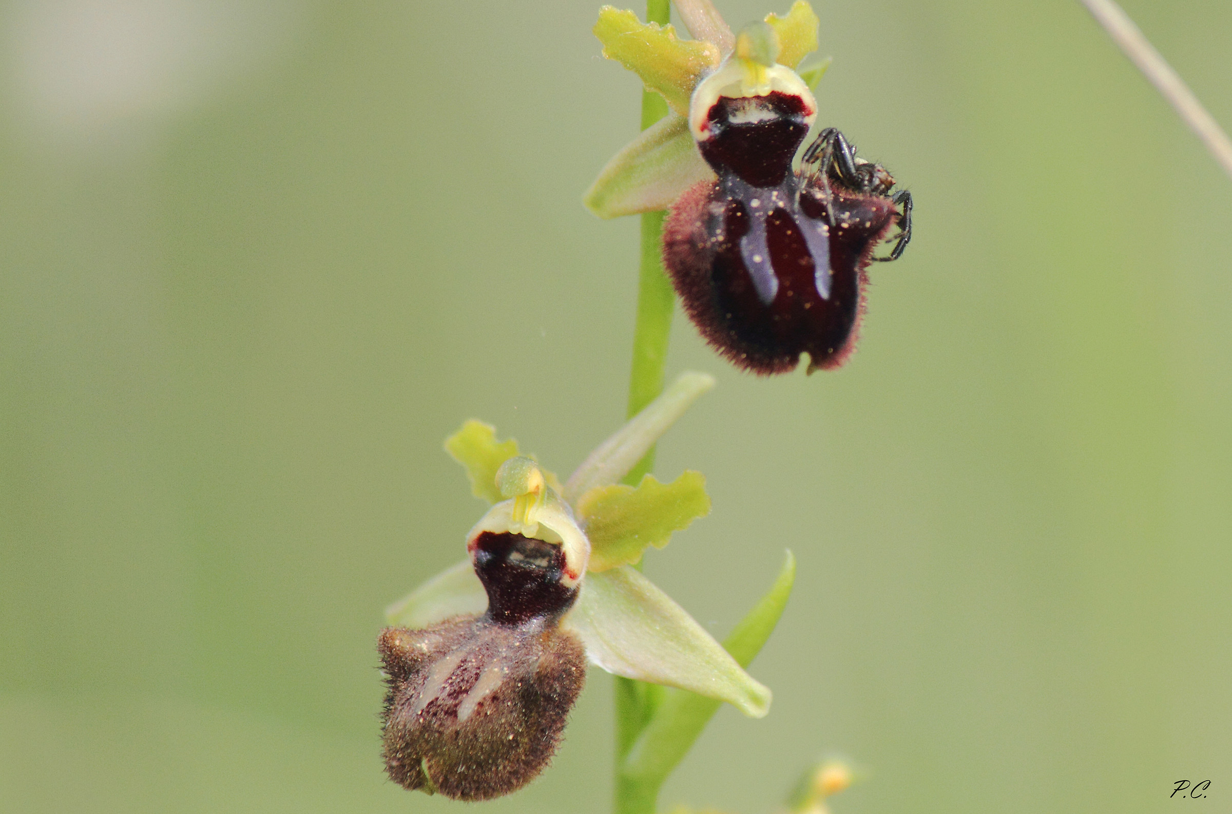 il ragno e la sua orchidea