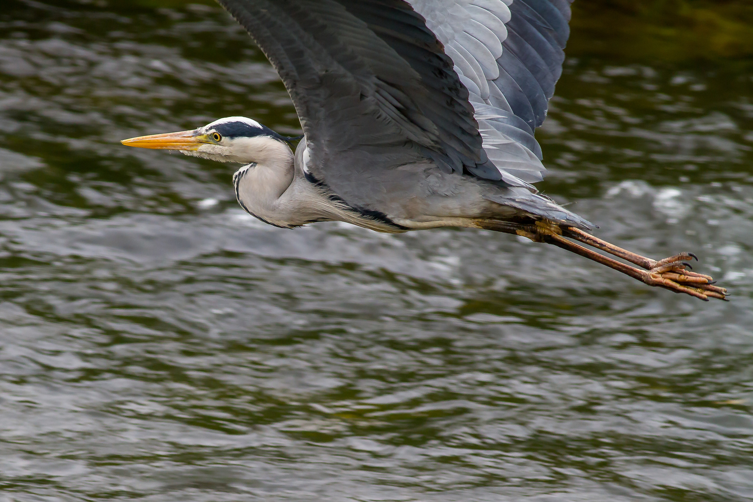 Airone Cenerino - Ardea Cinerea
