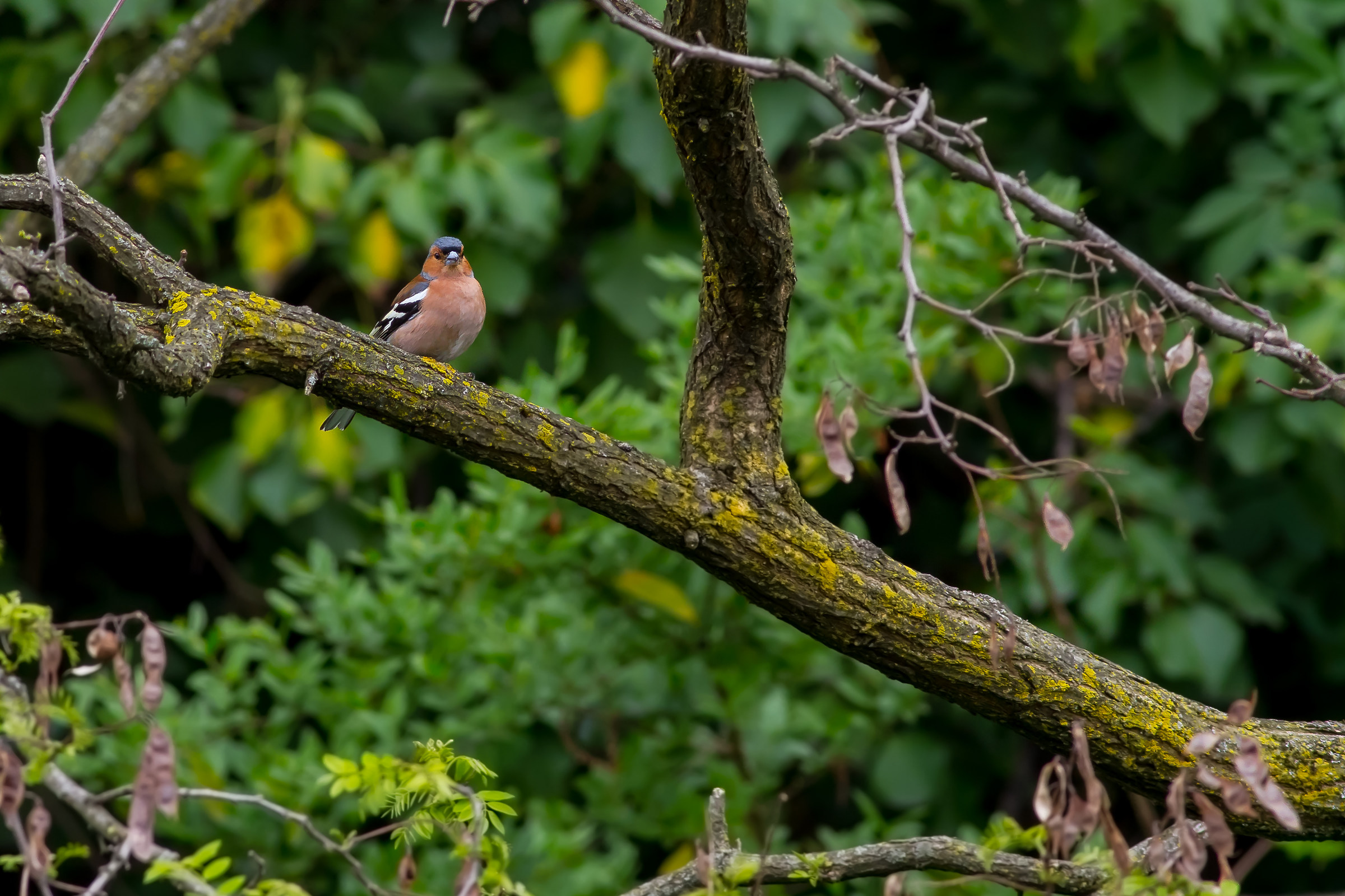 Fringuello - Fringilla Coelebs