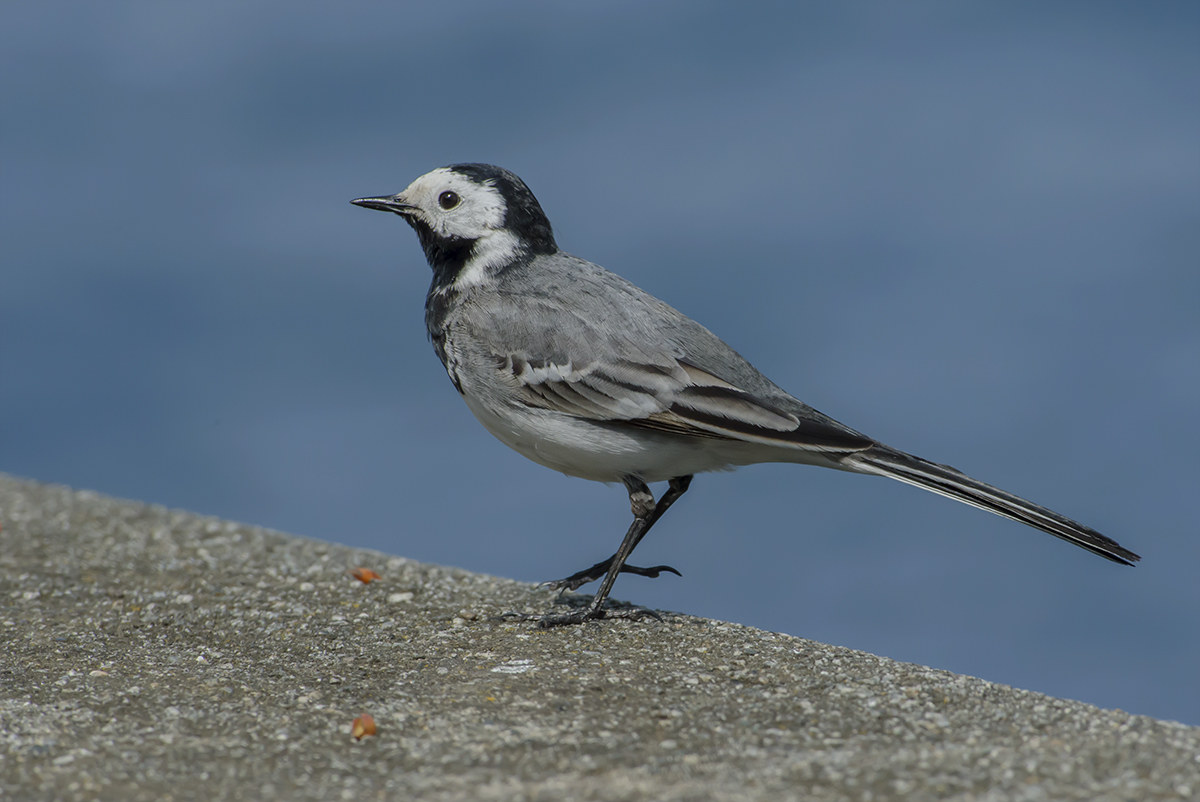 white wagtail (finally)