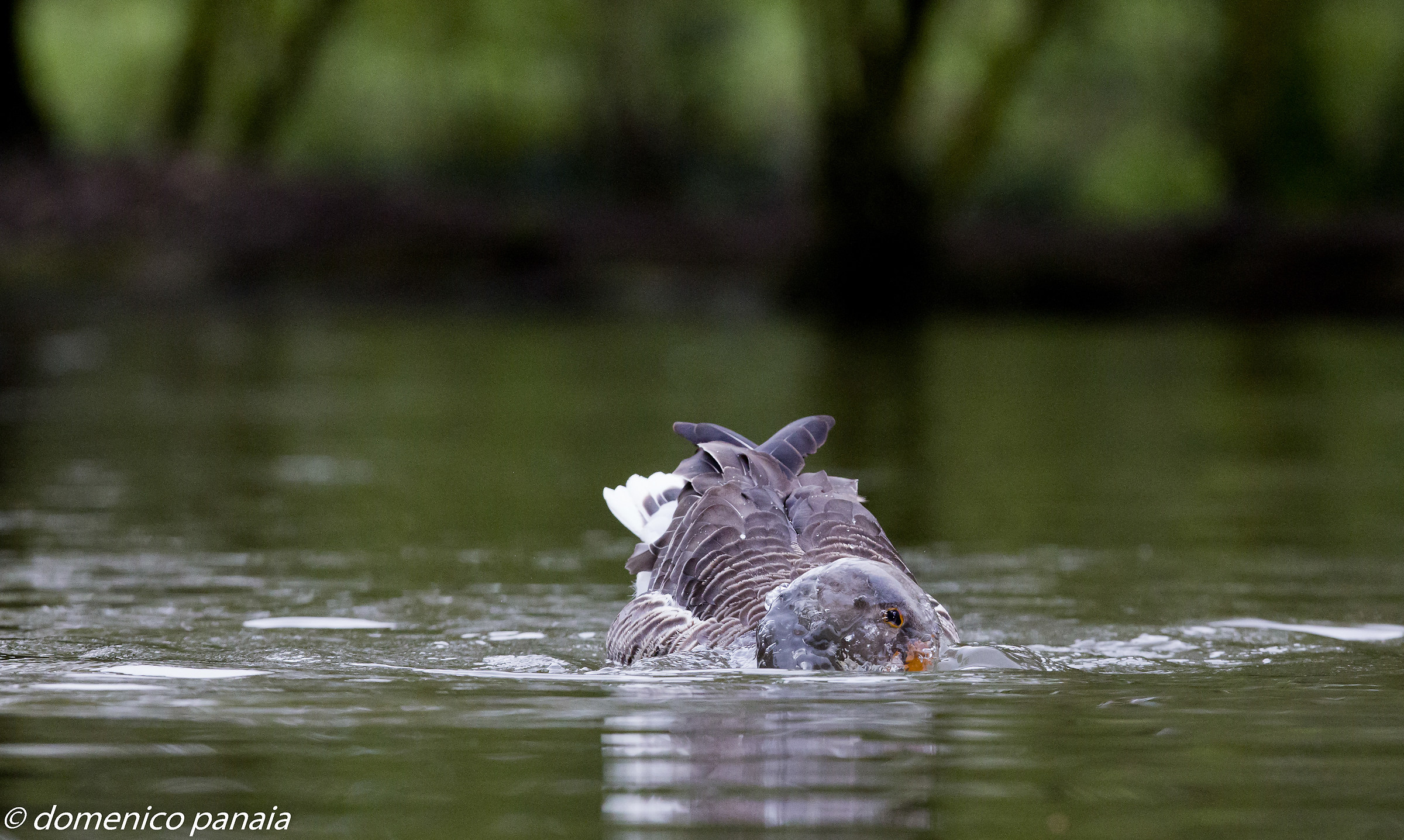 his head in a bubble