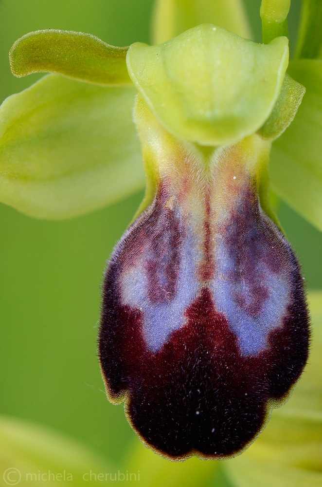 ophrys fusca