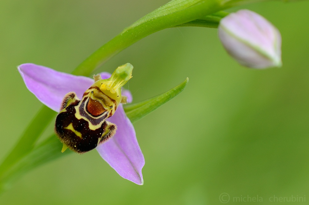 ophrys apifera