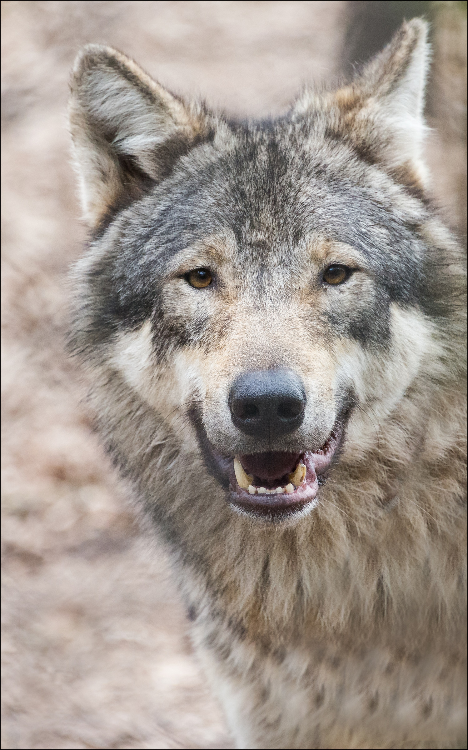European wolf