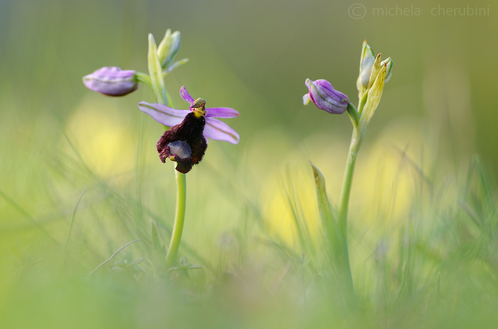 ophrys bertolonii
