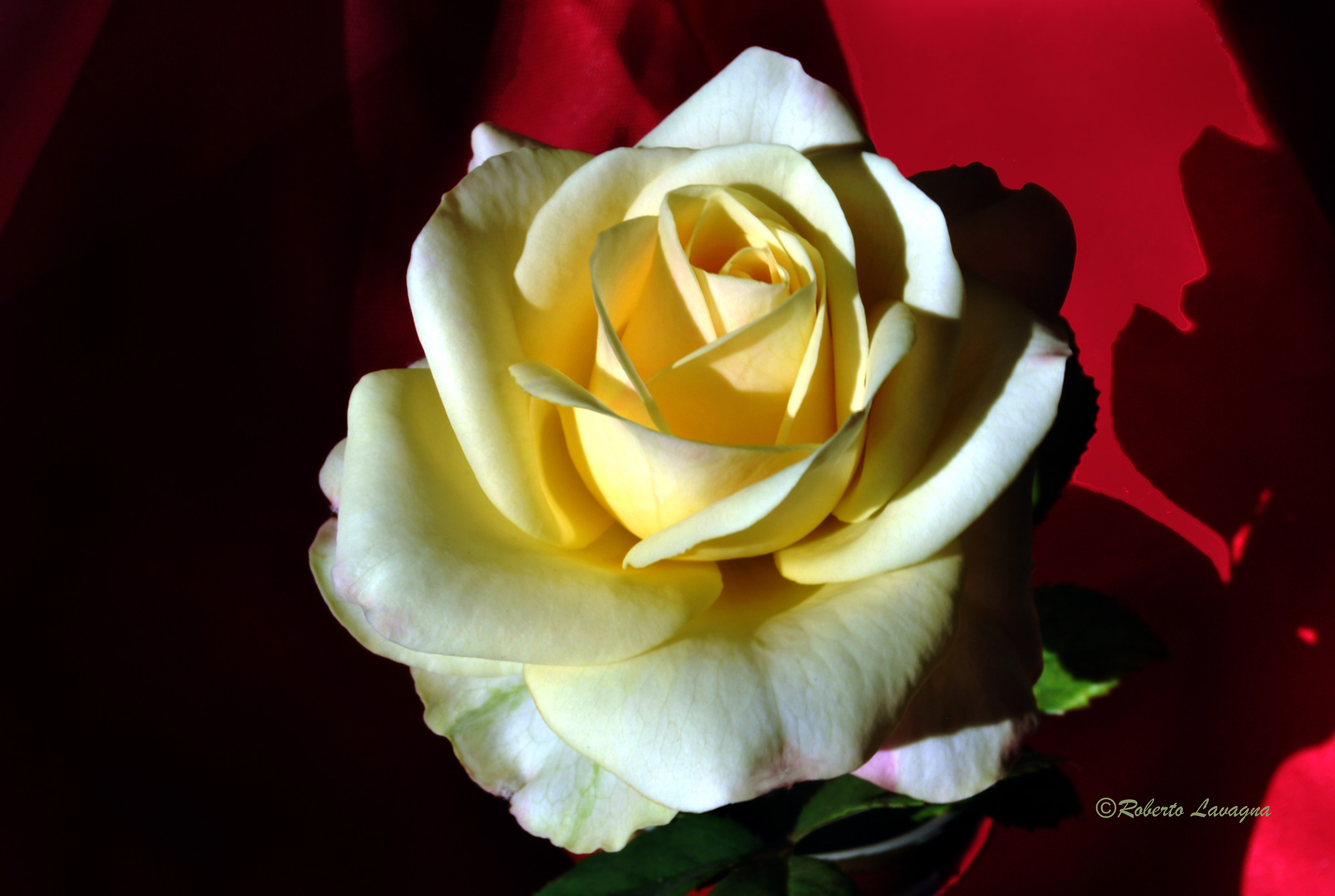 Yellow Rose