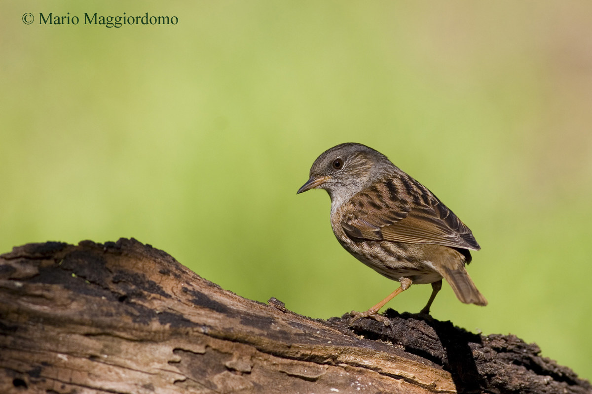 Dunnock