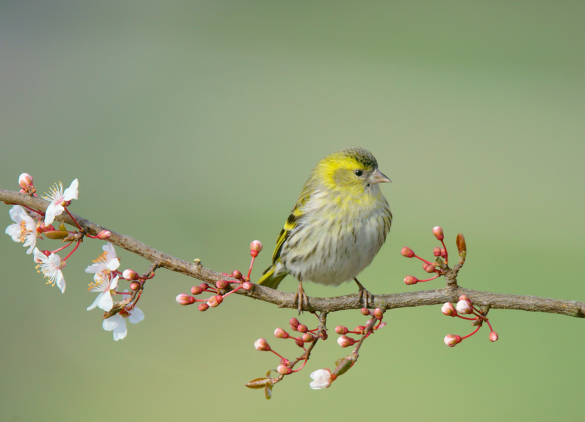 Lucherina primaverile