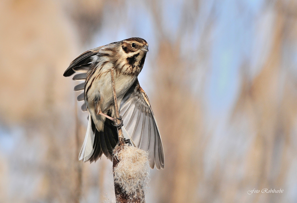 Migliarino sulla Tifa...